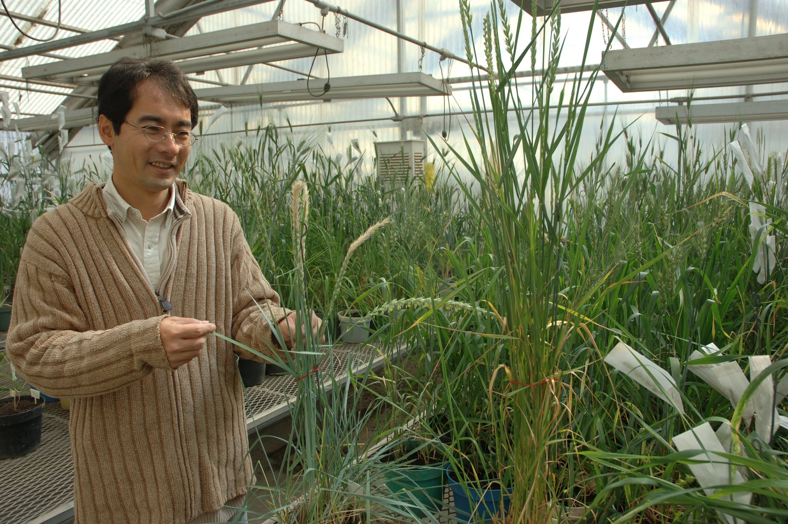 CIMMYT researcher Masahiro Kishii examines wheat plants in a greenhouse. (Photo: CIMMYT)