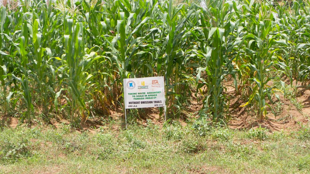 One of the sites of nutrient omission trials, used during the development phase of the Nutrient Expert tool in Nigeria. (Photo: Oyakhilomen Oyinbo)