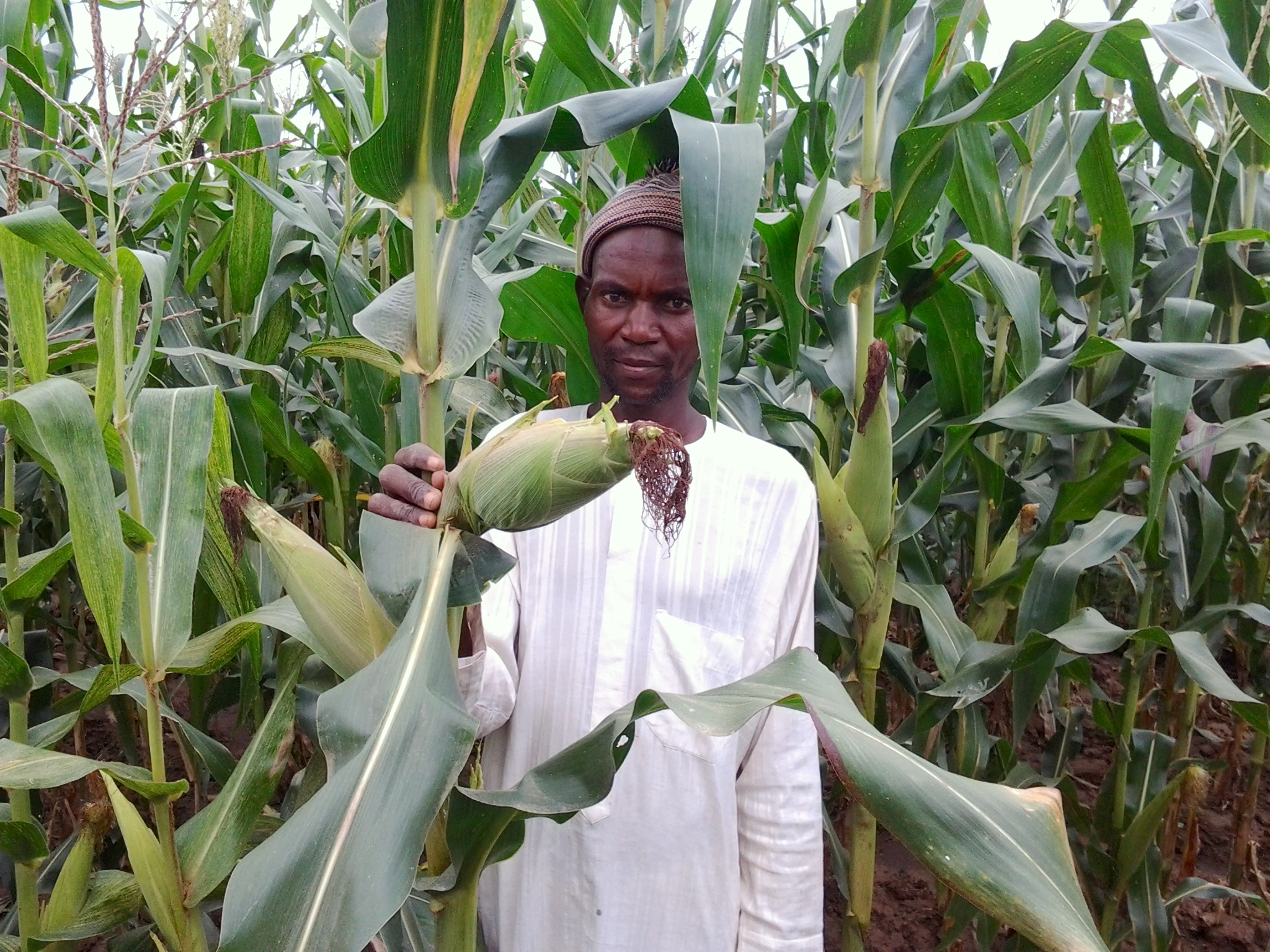 A farmer shows maize growing in his field, in one of the communities in northern Nigeria which participated in the study. (Photo: Oyakhilomen Oyinbo)
