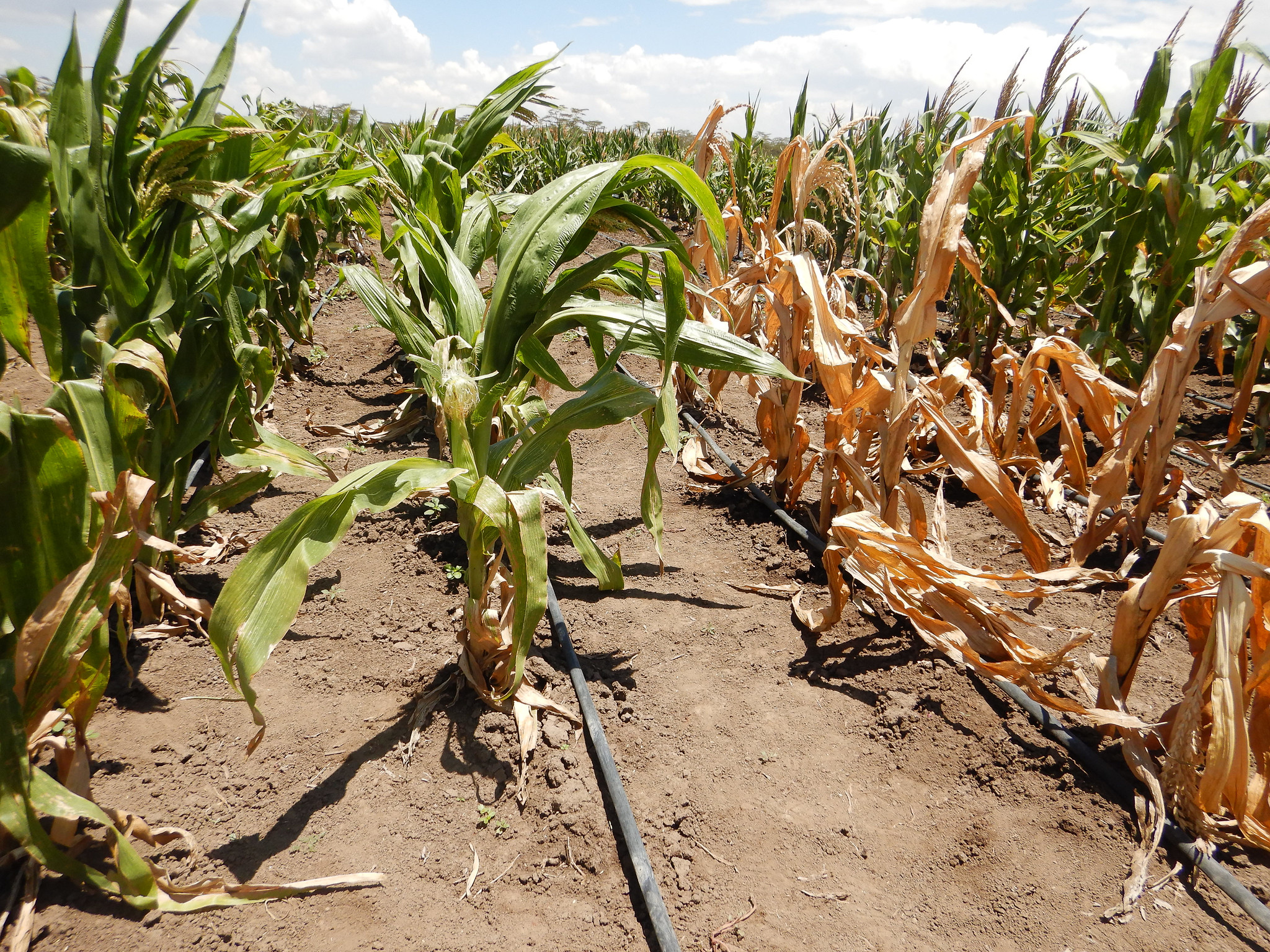 MLN-sensitive (right) and MLN-resistant equivalent line at the MLN screening facility in Naivasha, Kenya. (Photo: Joshua Masinde/CIMMYT)