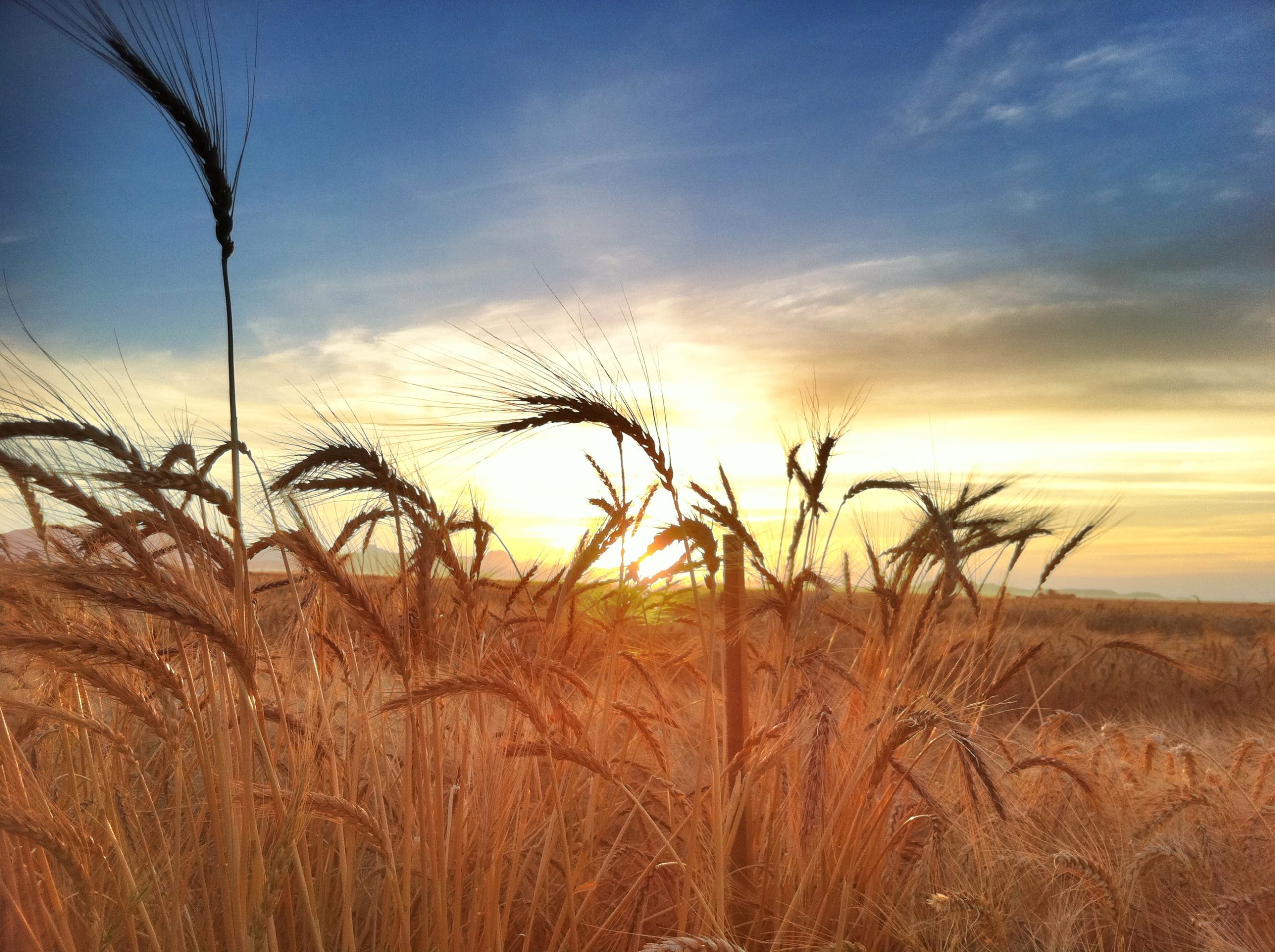 Wheat fields at CIMMYT's experimental stations near Ciudad Obregón, Sonora state, Mexico. (Photo: M. Ellis/CIMMYT)