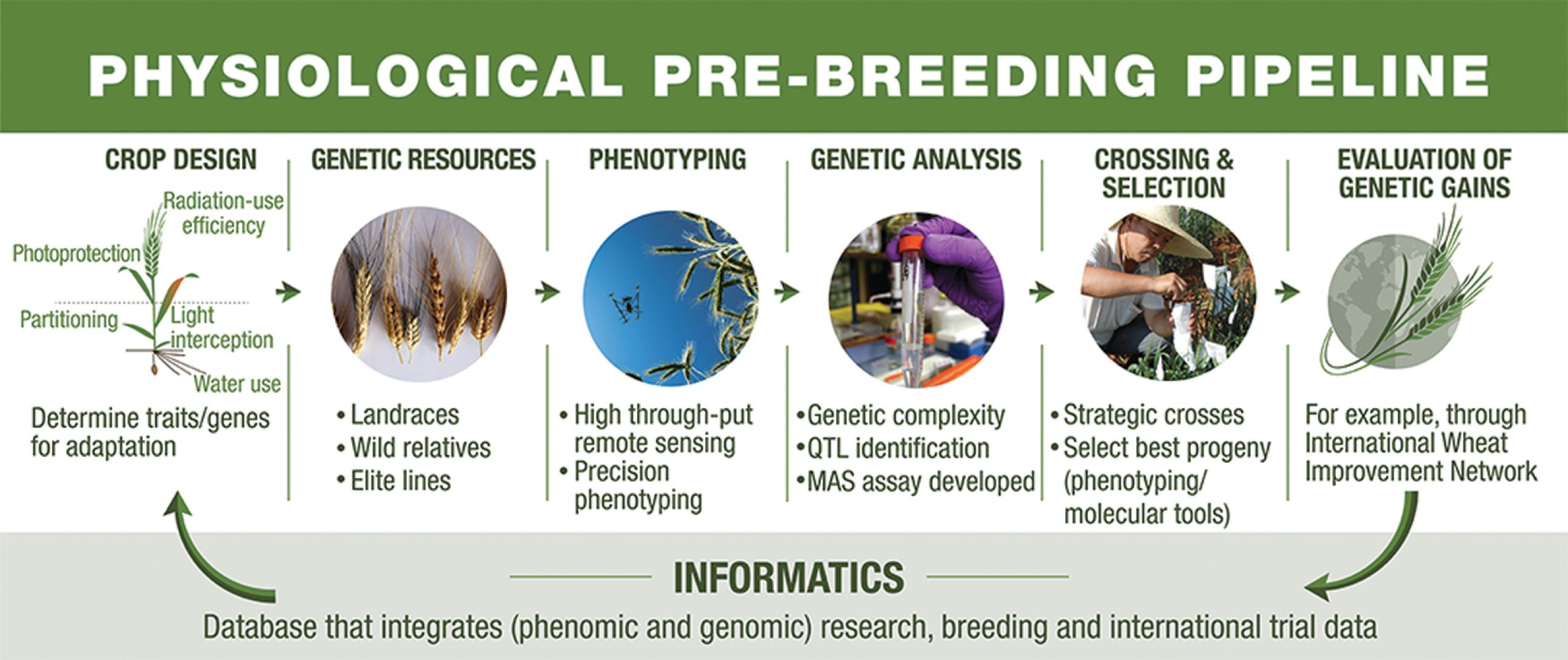 Main research steps involved in translating promising technologies into genetic gains (graphical abstract, adapted from Reynolds and Langridge, 2016). Reprinted under licence CC BY-NC-ND.