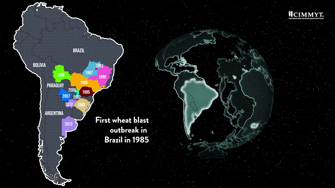 In the last four decades, wheat blast has appeared in South America, Asia an Africa. (Video: Alfonso Cortés/CIMMYT)