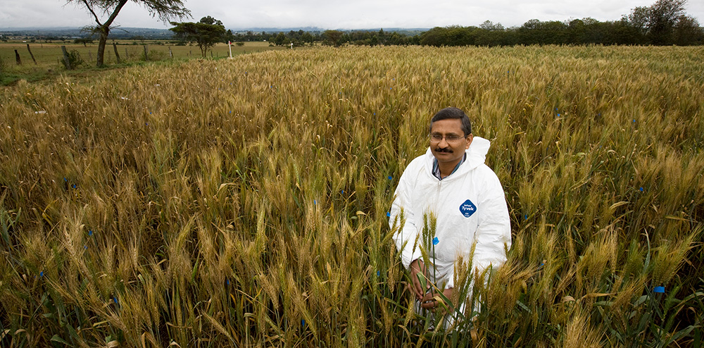 CIMMYT distinguished scientist Ravi Singh conducts research on a wheat field while. (Photo: BGRI)