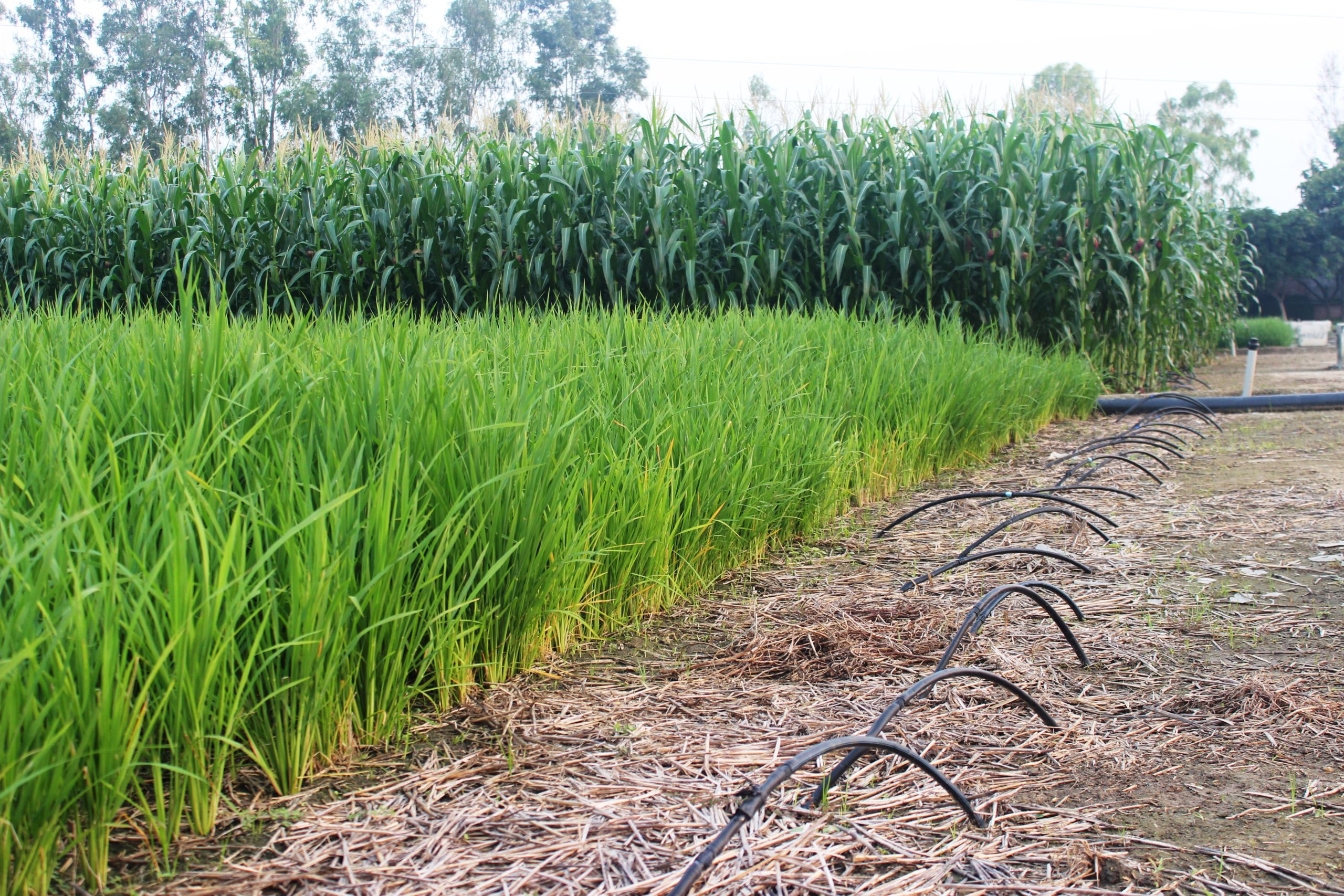 Plataforma de investigación a largo plazo en Karnal, India, por H.S. Jat, científico principal del ICAR-CSSRI. (Foto: ICAR-CSSRI y CIMMYT)