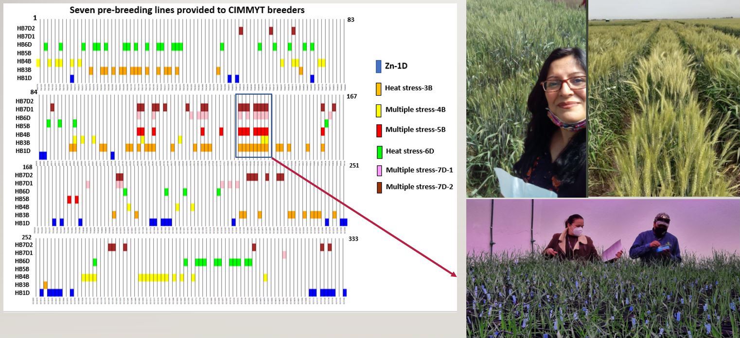 Deepmala Sehgal shows LTP lines currently being used in CIMMYT trait pipelines at the experimental station in Toluca, Mexico, for introgression of novel exotic-specific alleles into newly developed lines. (Photo: CIMMYT)