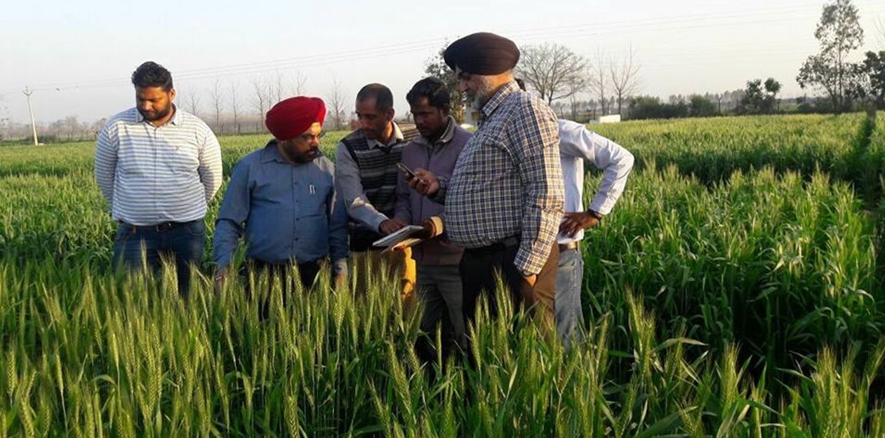 Sukhwinder Singh (segundo por la izquierda) selecciona las líneas de premejoramiento de mayor rendimiento en la India. (Foto: CIMMYT) 