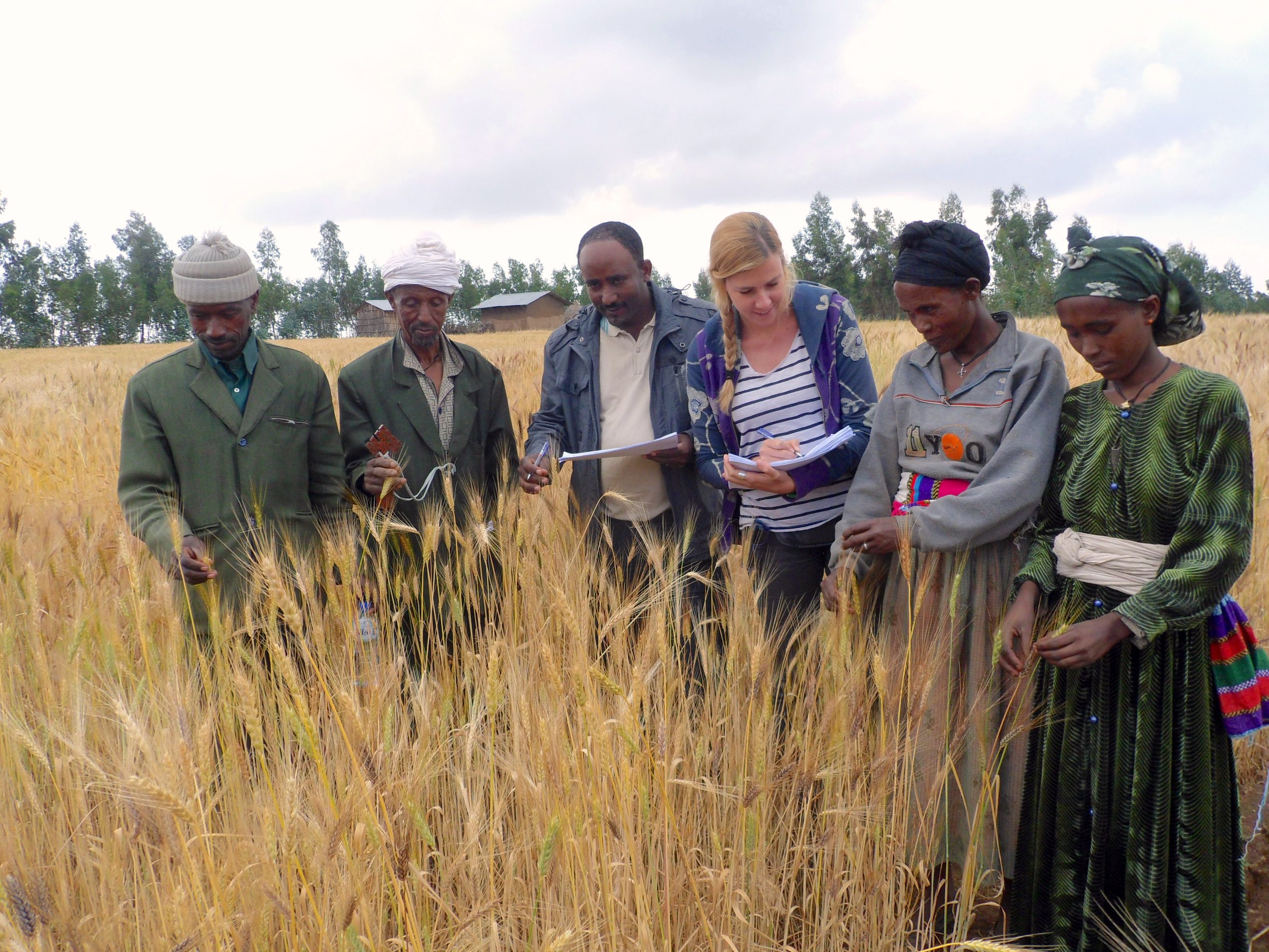Agricultores etíopes dan su opinión a los investigadores del CGIAR sobre las variedades de trigo duro. (Foto: C.Fadda/Bioversity International)