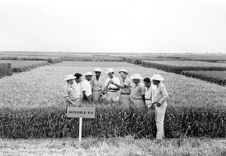 Norman Borlaug (cuarto por la derecha) muestra una parcela de trigo Sonora-64 —una de las variedades semienanas, de alto rendimiento y resistentes a las enfermedades que fue clave para la Revolución Verde— a un grupo de jóvenes aprendices internacionales en la estación experimental del CIMMYT en Ciudad Obregón, Sonora, México. (Foto: CIMMYT)