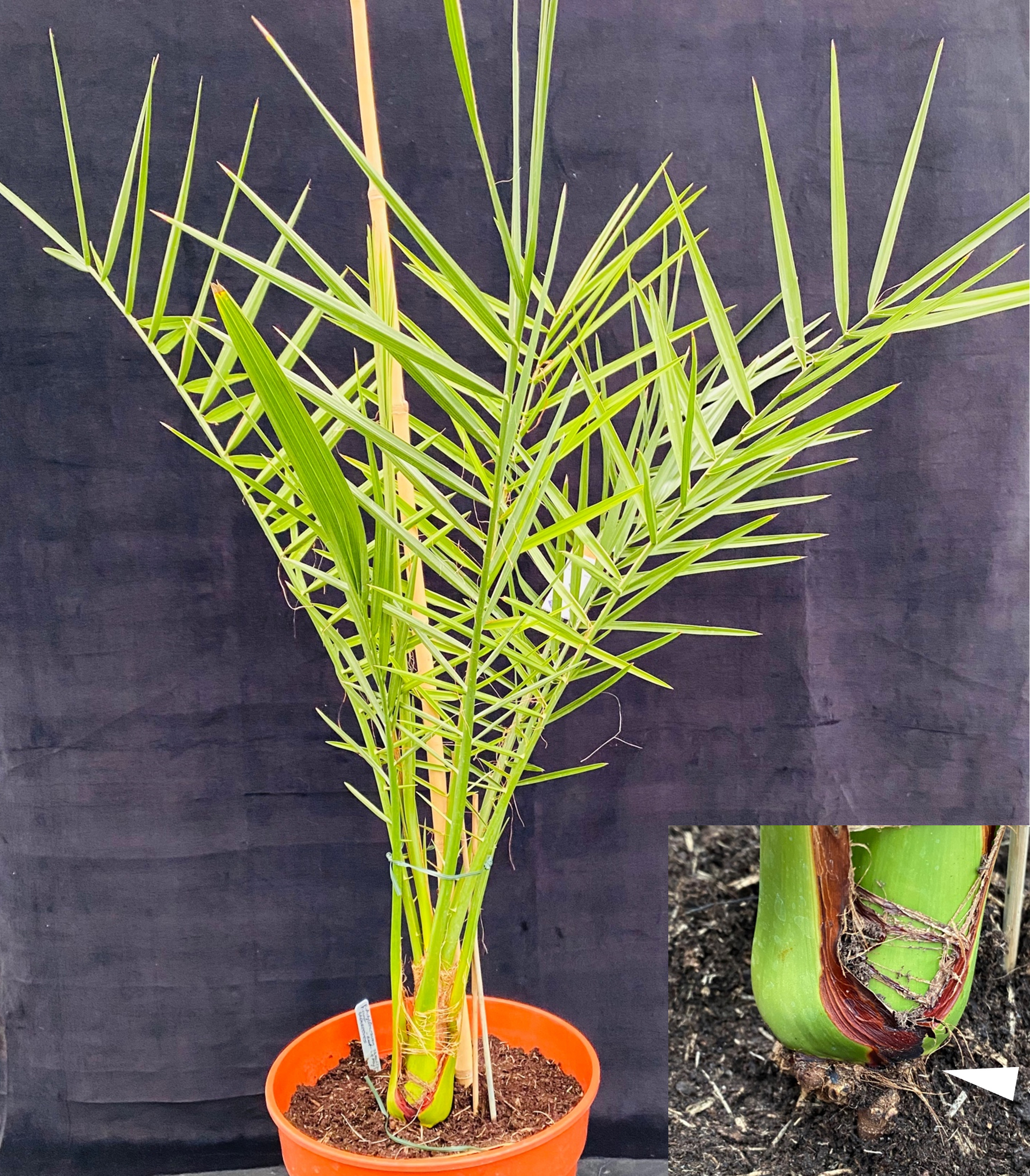 Image of date palm two and a half years after grafting. Inset shows a magnified region at the base of the plant, with the arrowhead pointing to the graft junction. (Photo: Julian Hibberd)