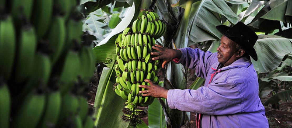A banana producer in Kenya. (Photo: N. Palmer/CIAT)