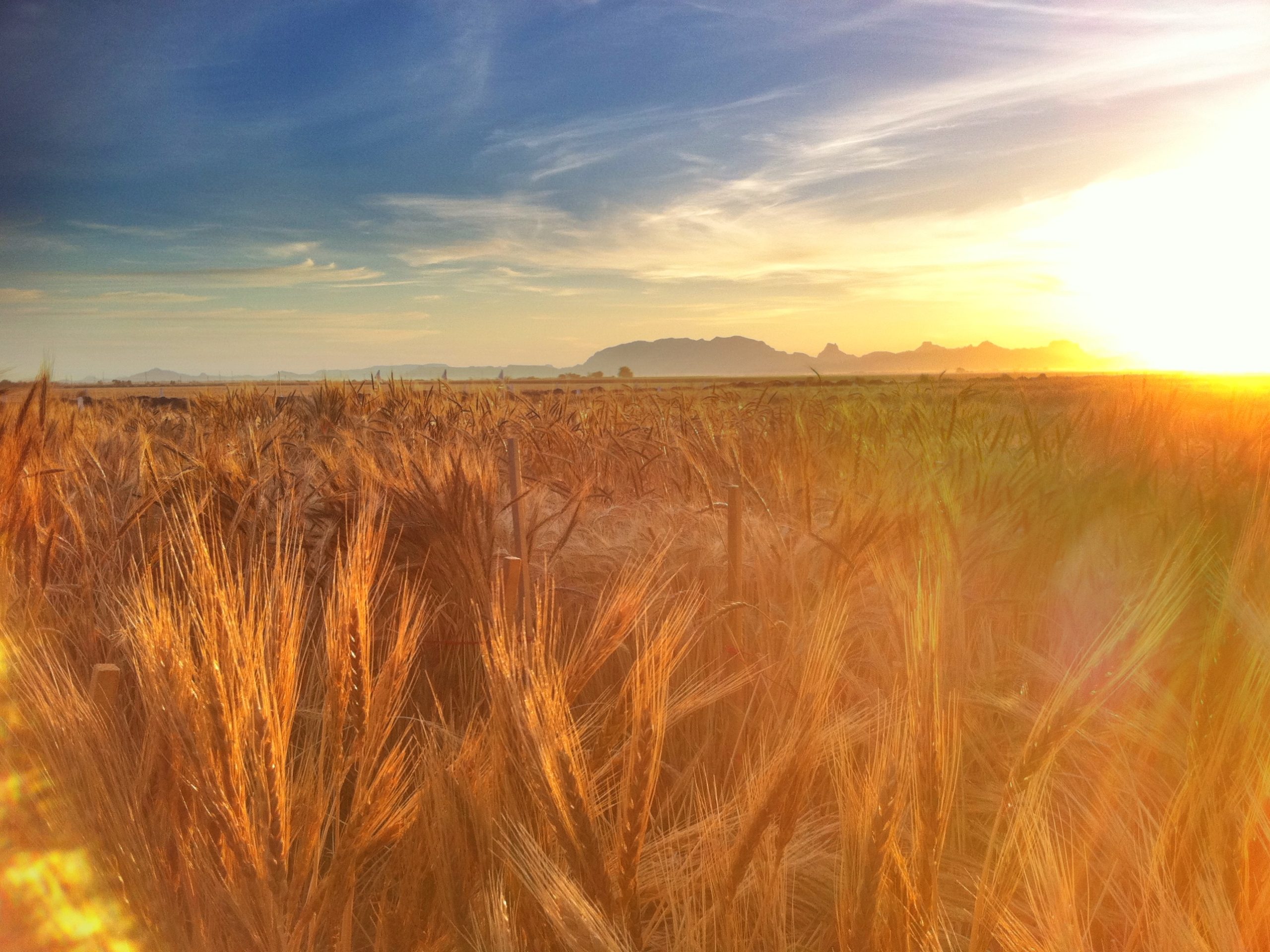 Wheat fields at CIMMYT’s experimental station in Ciudad Obregón, Sonora state, Mexico. Photo: M. Ellis/CIMMYT.