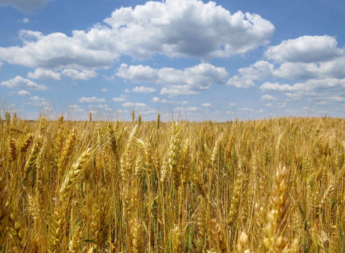 Wheat fields in Ukraine. Photo: tOrange.biz on Flickr (CC BY 2.0)