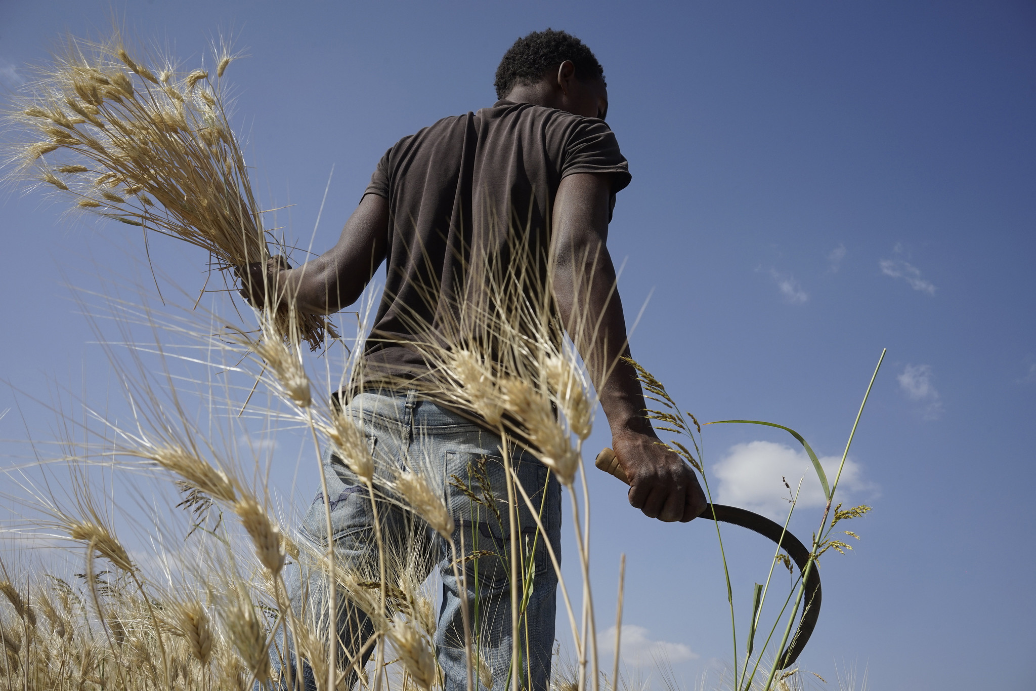 Un agricultor cosecha trigo en una de las parcelas de investigación del CIMMYT en Etiopía. (Foto: P. Lowe/CIMMYT)