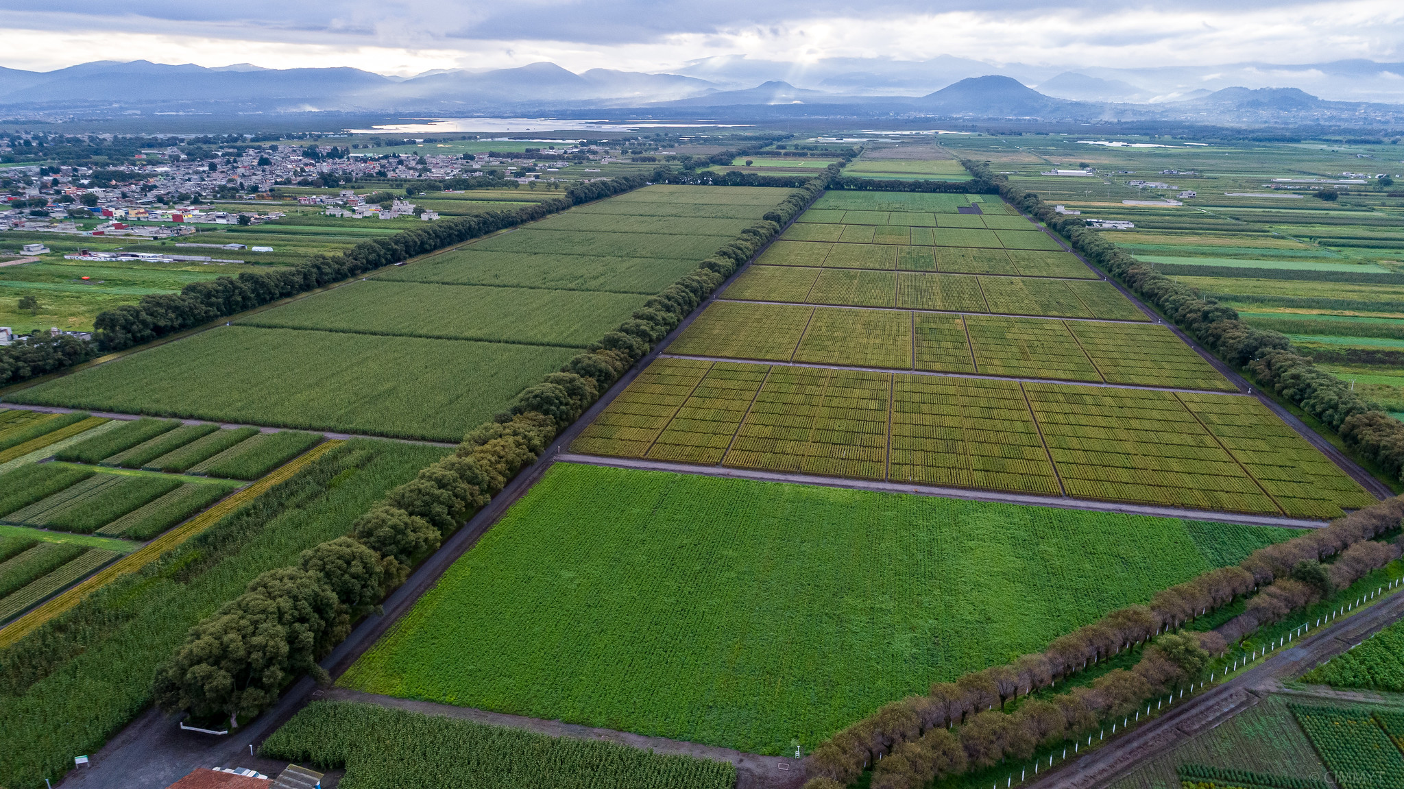 CIMMYT experimental station in Toluca, Mexico. Located in a valley at 2,630 meters above sea level with a cool and humid climate, it is the ideal location for selecting wheat materials resistant to foliar diseases, such as wheat rust. Conventional plant breeding involves selection among hundreds of thousands of plants from crosses over many generations, and requires extensive and costly field, screenhouse and lab facilities. (Photo: Alfonso Cortés/CIMMYT)