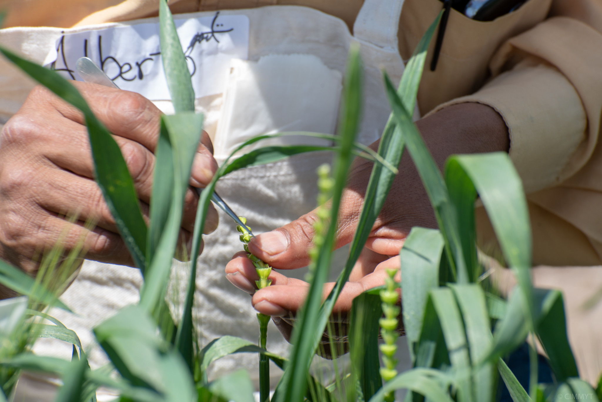 Un trabajador del campo retira la flor masculina de una espiga de trigo, como parte de la polinización controlada en el mejoramiento. (Foto: Alfonso Cortés/CIMMYT)