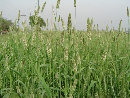 Phalaris minor es una maleza perniciosa que afecta a cultivos como el trigo y reduce sustancialmente su potencial de rendimiento.
