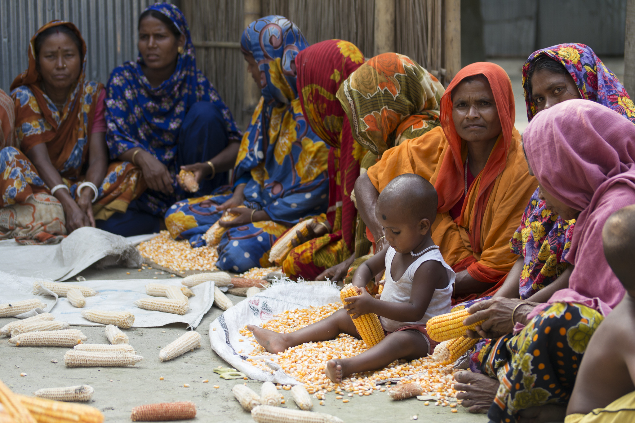 A community gathers to shell maize by hand in Rangpur district, Bangladesh. (Photo: Sam Storr/CIMMYT)