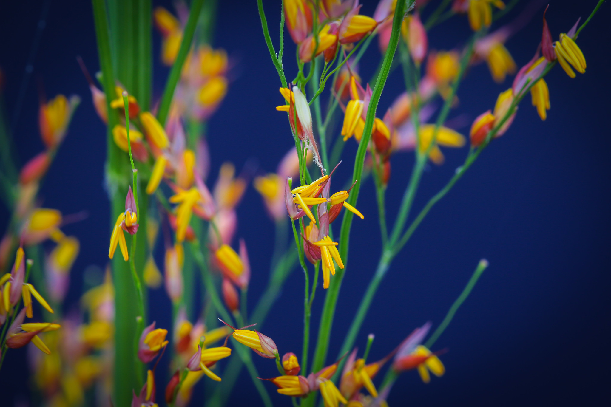 Wild rice. (Photo: IRRI)