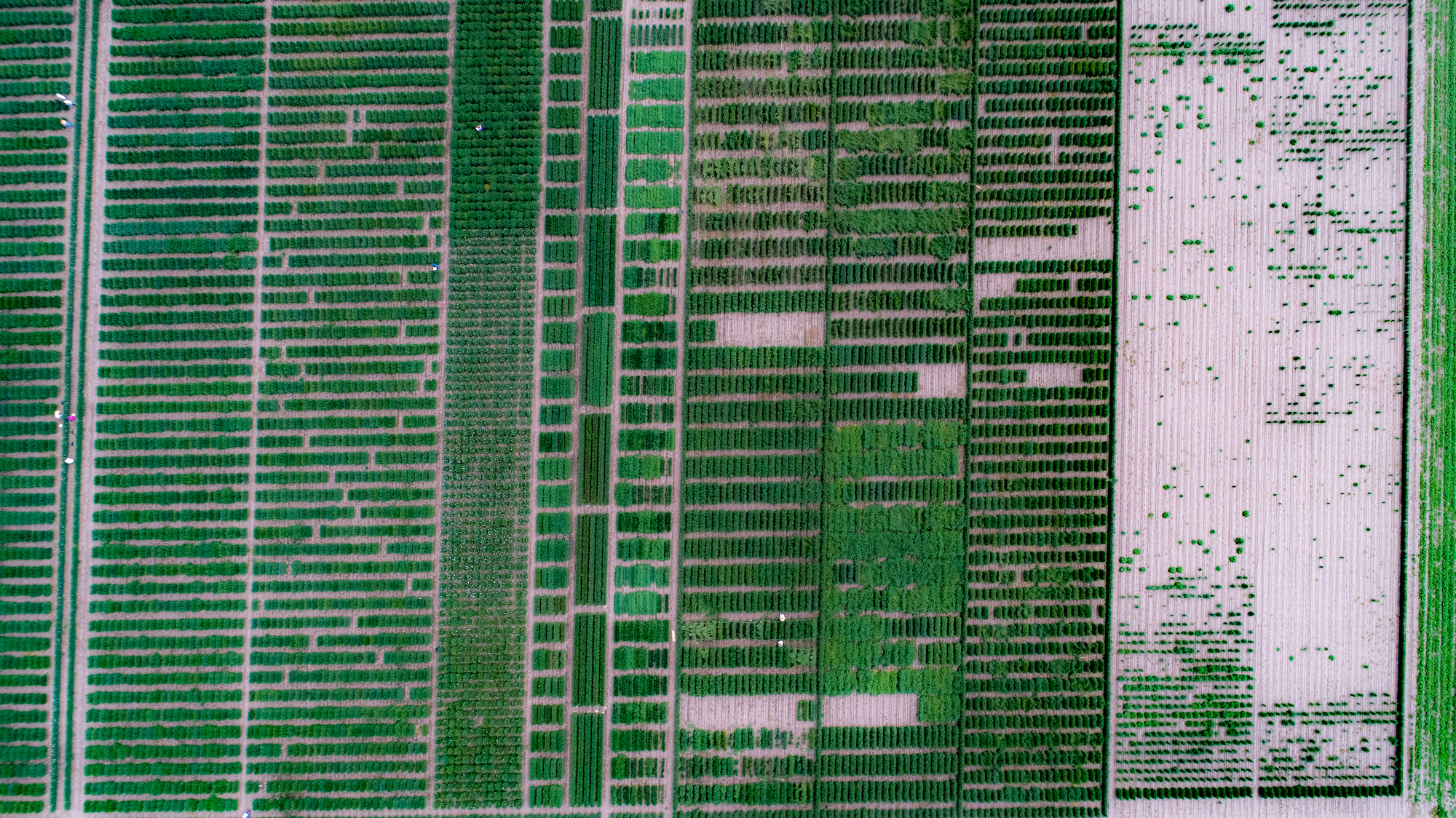 Drone shot of wheat trials at CIMMYT global headquarters in Texcoco, Mexico. (Photo: Alfonso Cortés/CIMMYT)