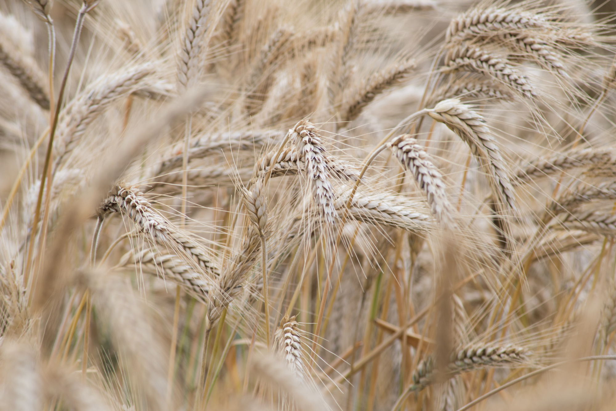 Mature wheat spikes. (Photo: Alfonso Cortés/CIMMYT)