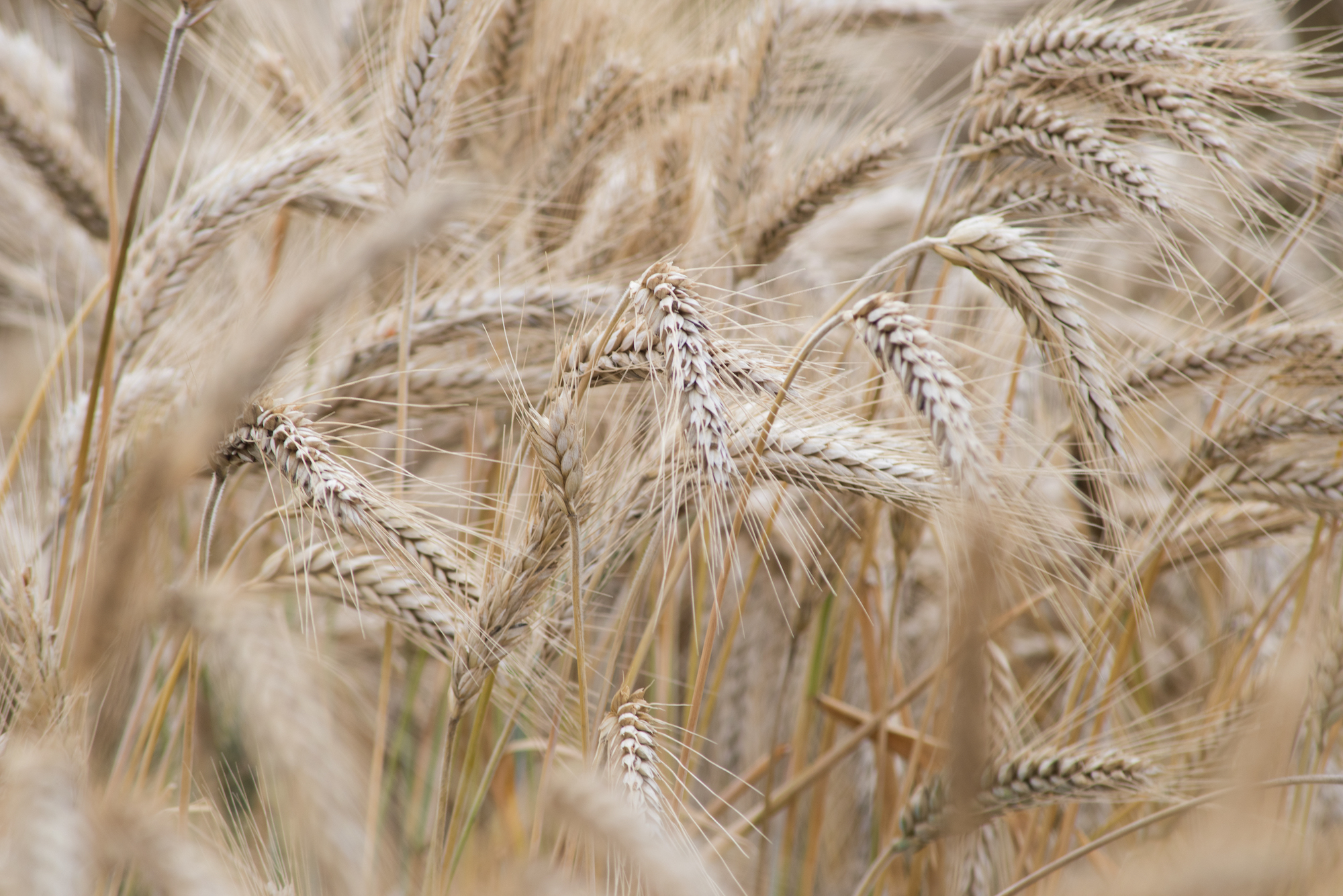 Otra Crisis Alimentaria Cimmyt