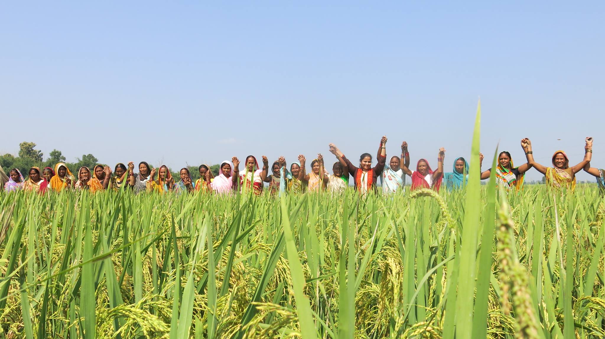 CIMMYT researcher Madhulika Singh (center-right) stands with farmers from self-help groups in the village of Nawtanwa, West Champaran, in India’s Bihar state. CIMMYT works on gender inclusion and participation through partnerships with other organizations and self-help groups. (Photo: CIMMYT)