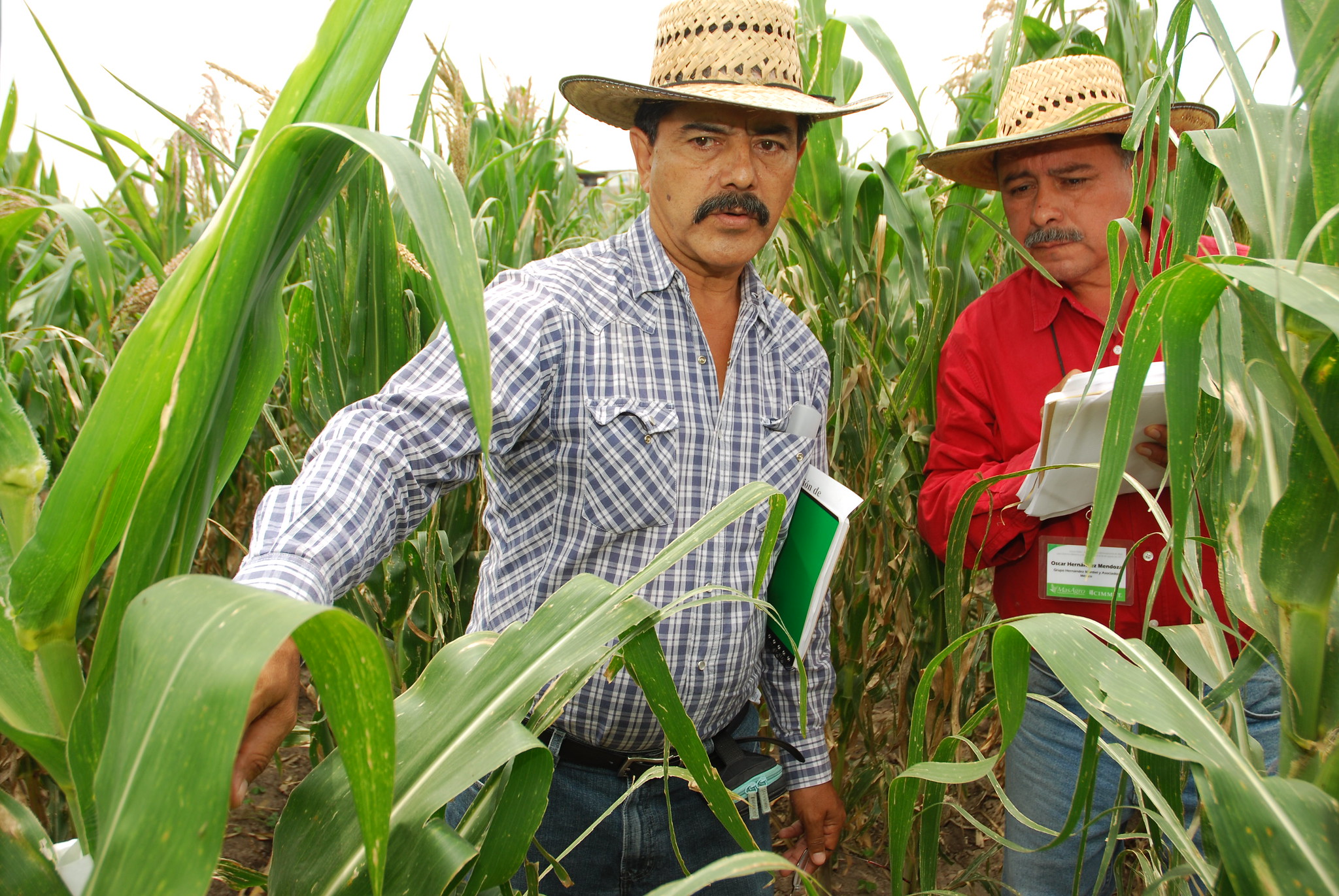 Farmers in Mexico attend a workshop organized by CIMMYT to build their capacity in seed production. (Photo: X. Fonseca/CIMMYT)