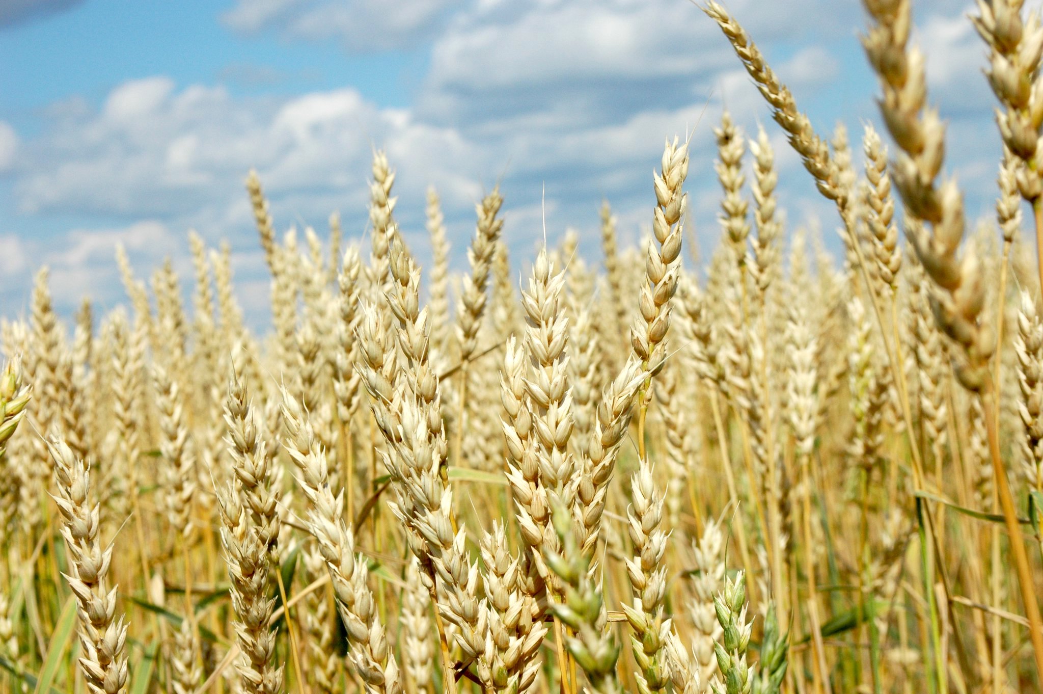 Campos de trigo en Kostanay, Kazajistán. (Foto: M. DeFreese/CIMMYT)