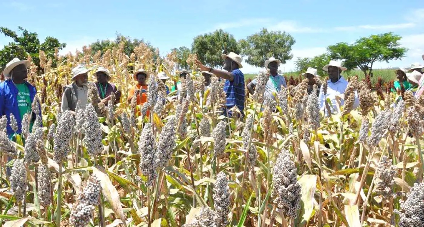 Campo de sorgo en Kiboko, Kenia. (Foto: E Manyasa/ICRISAT)