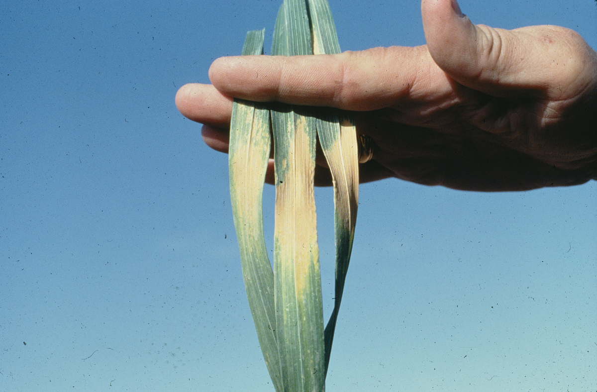 Hojas de trigo que muestran síntomas de estrés por calor. (Foto: CIMMYT)