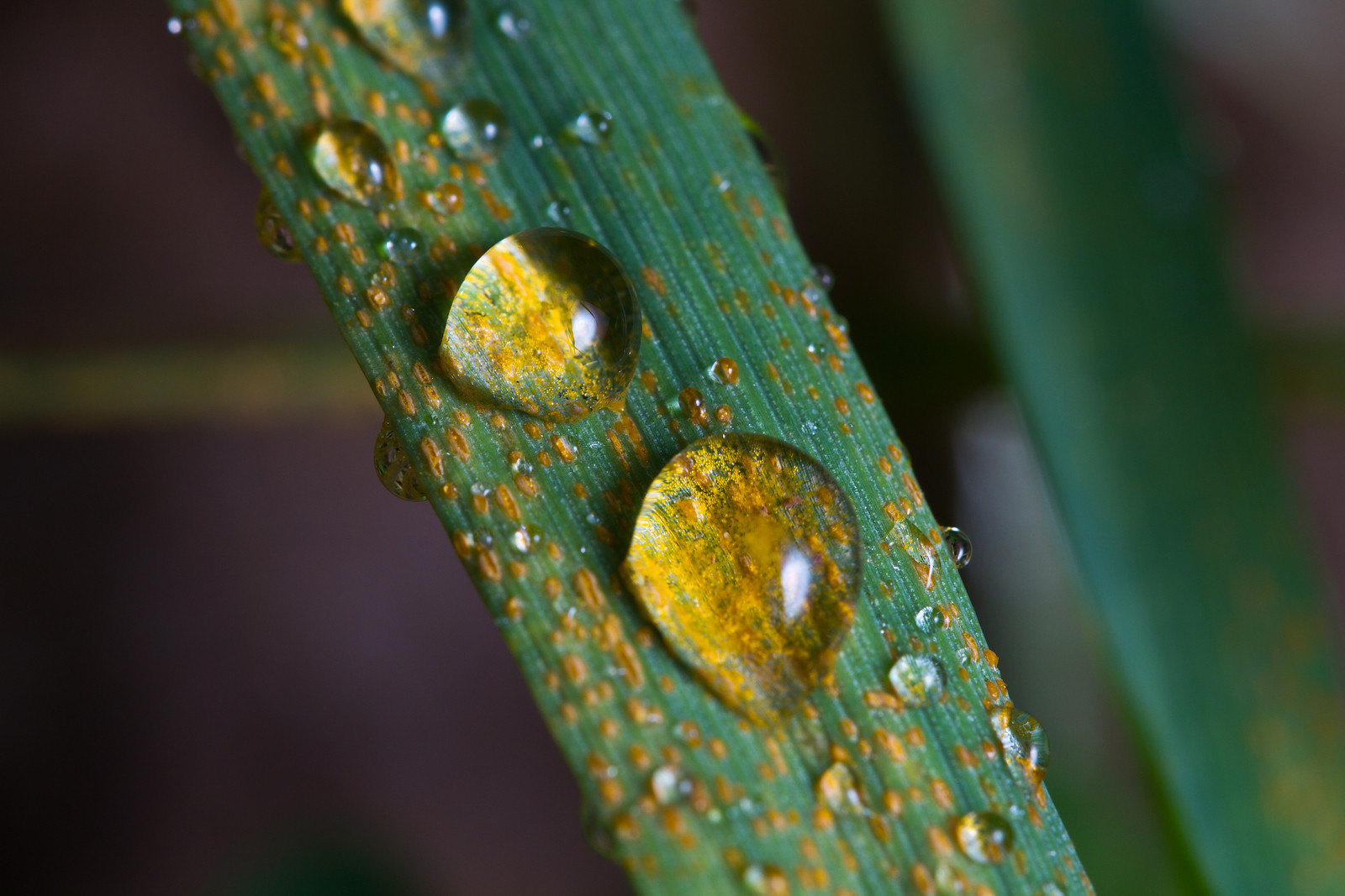 Stripe rust, also known as yellow rust, on wheat with droplets of rain. (Photo: A. Yaqup/CIMMYT)