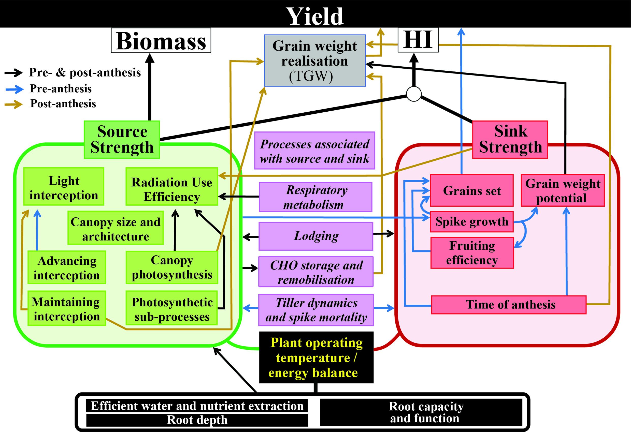 A generalized wiring diagram for wheat, as proposed by the authors. The diagram depicts the traits most commonly associated with the source (left) and sink (right) strengths and others that impact both the sink and source, largely dependent on growth stage (middle). TGW, thousand grain weight.