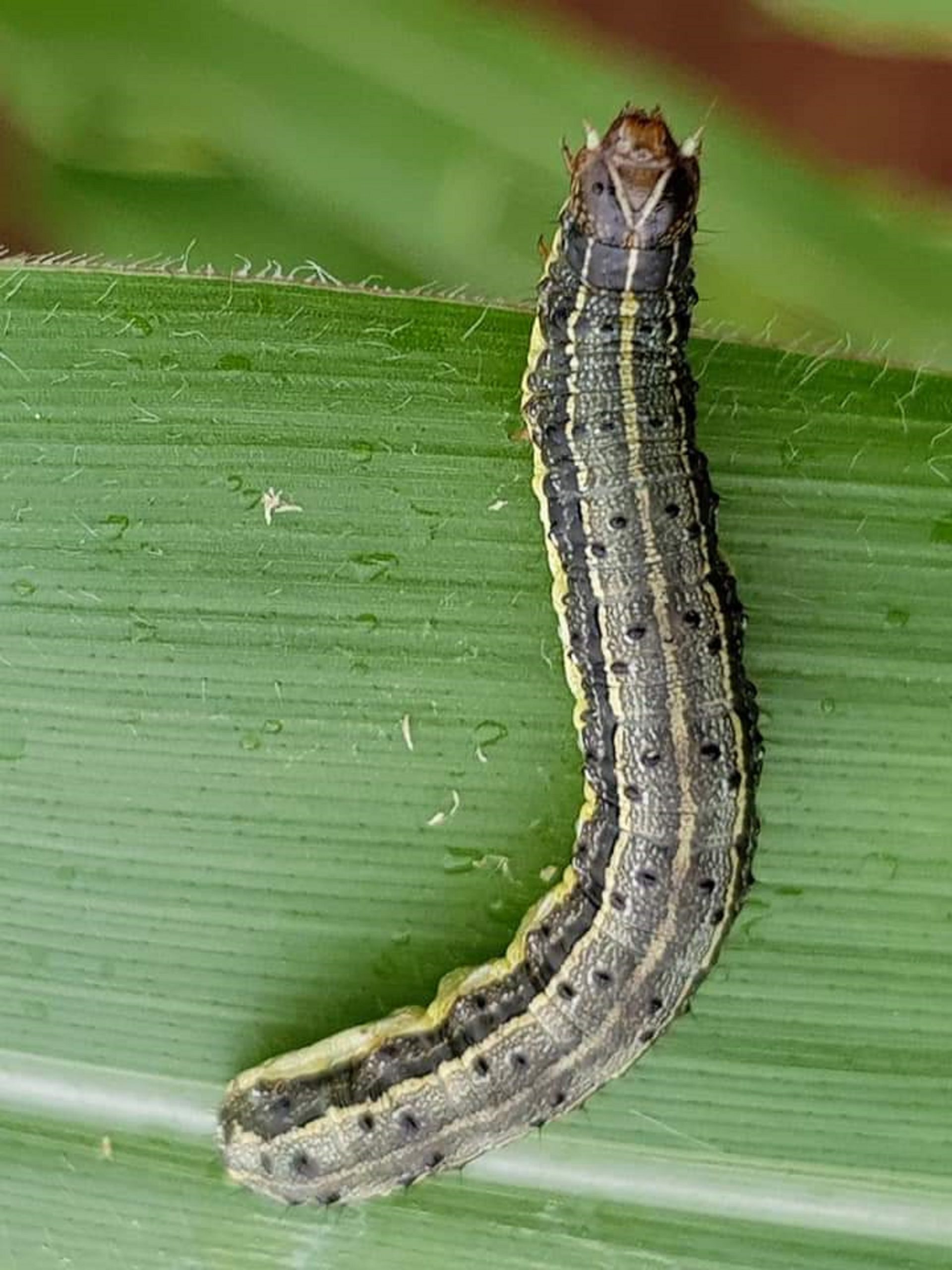 Las estrategias de gestión integrada de plagas han sido clave para hacer frente al gusano cogollero en África y Asia. (Foto: B.M. Prasanna/CIMMYT)