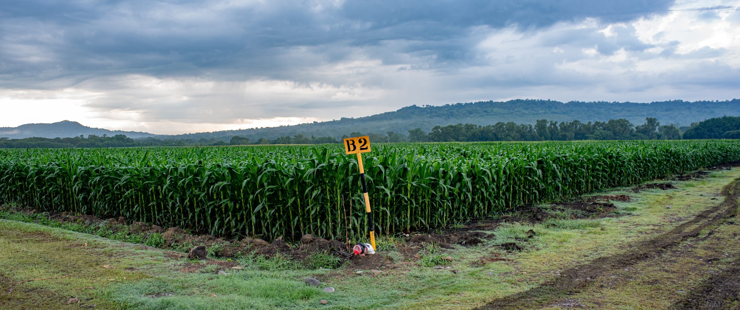 Background image for CIMMYT