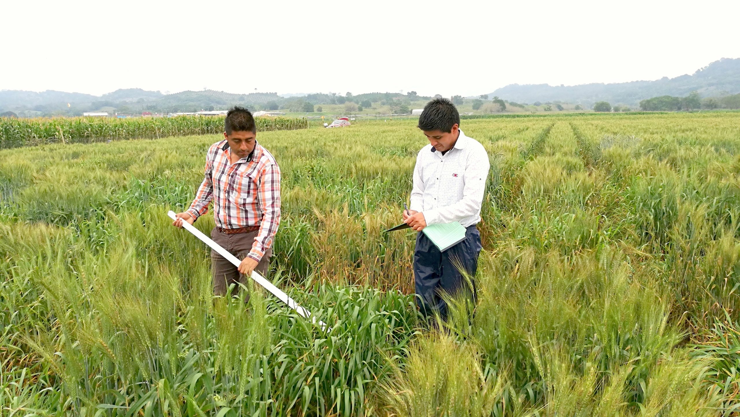 Background image for CIMMYT