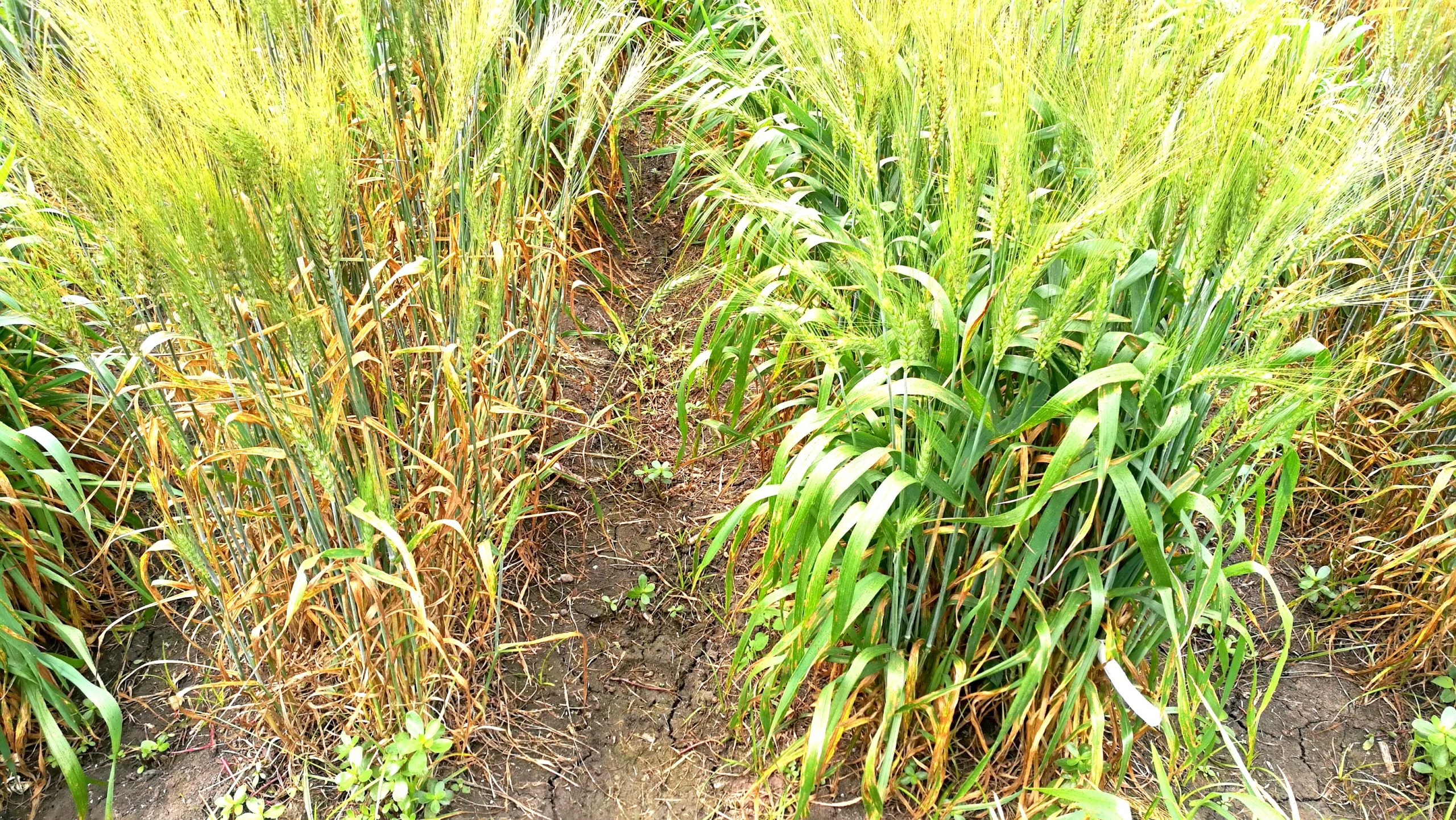 Líneas de trigo susceptibles a la mancha borrosa (izquierda) y líneas resistentes. (Foto: Xinyao He y Pawan Singh/CIMMYT)
