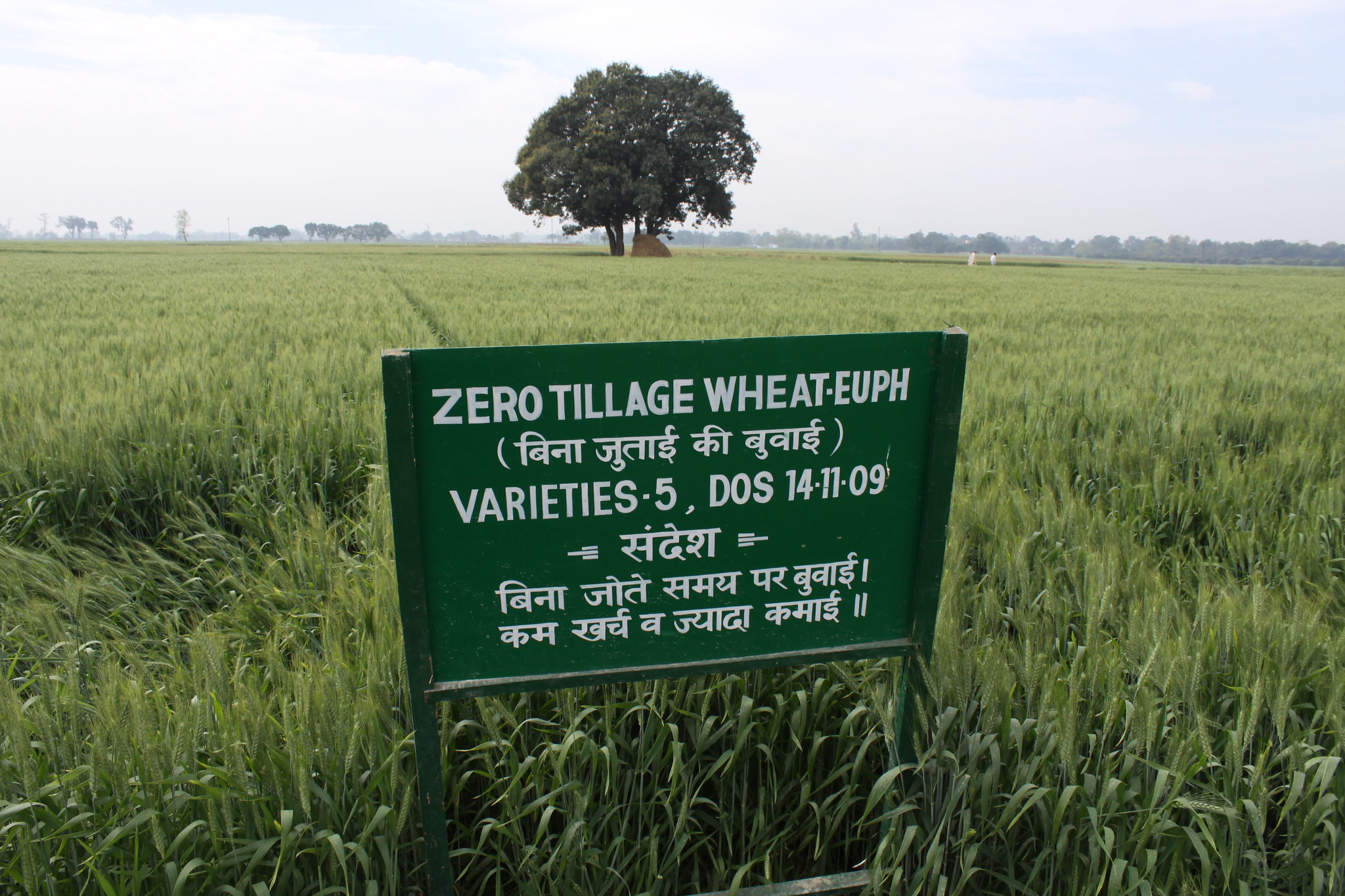 The field of farmer Ram Shubagh Chaudhary, Pokhar Binda village, Maharajganj district, Uttar Pradesh, India, who has been testing zero tillage to sow wheat directly into the unplowed paddies and leaving crop residues, after rice harvest. Chaudhary is one of many farmer-partners in the Cereal Systems Initiative for South Asia (CSISA), led by CIMMYT. (Photo: P. Kosina/CIMMYT)