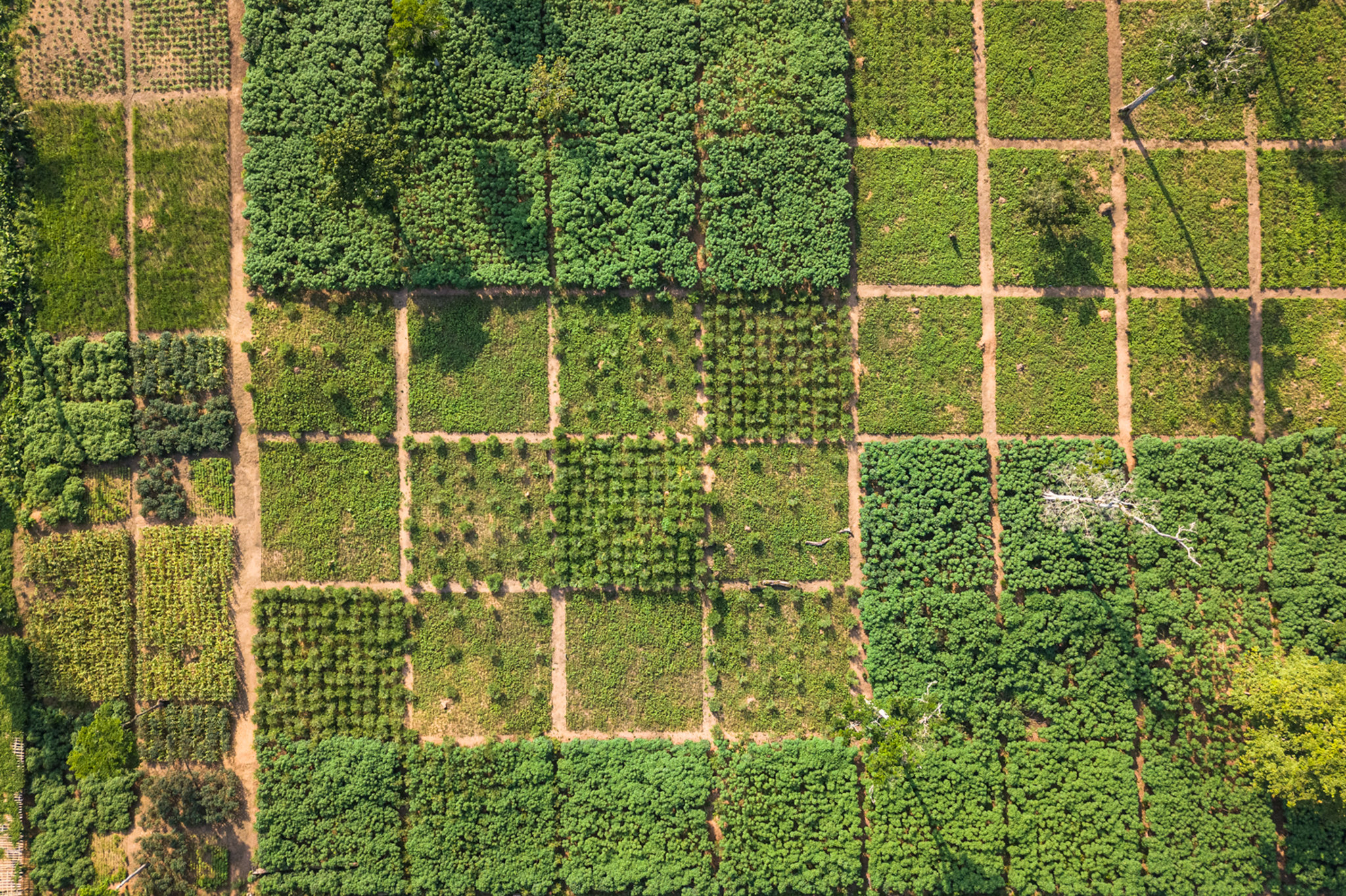 Pilot farm in Yangambi, Democratic Republic of Congo. (Photo: Axel Fassio/CIFOR)