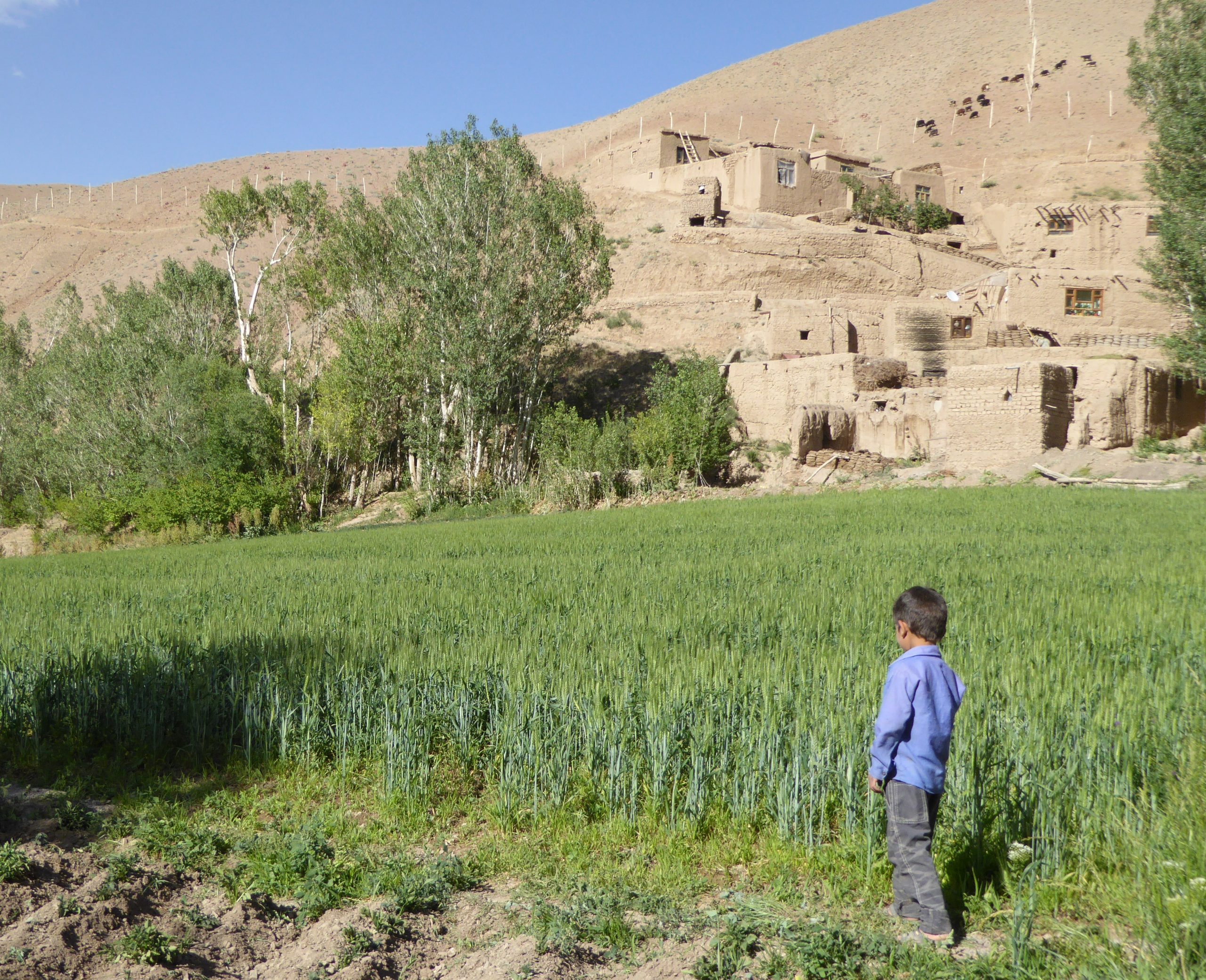A wheat field of Bamyan, Afghanistan. (Photo: Nigel Poole/SOAS University of London)