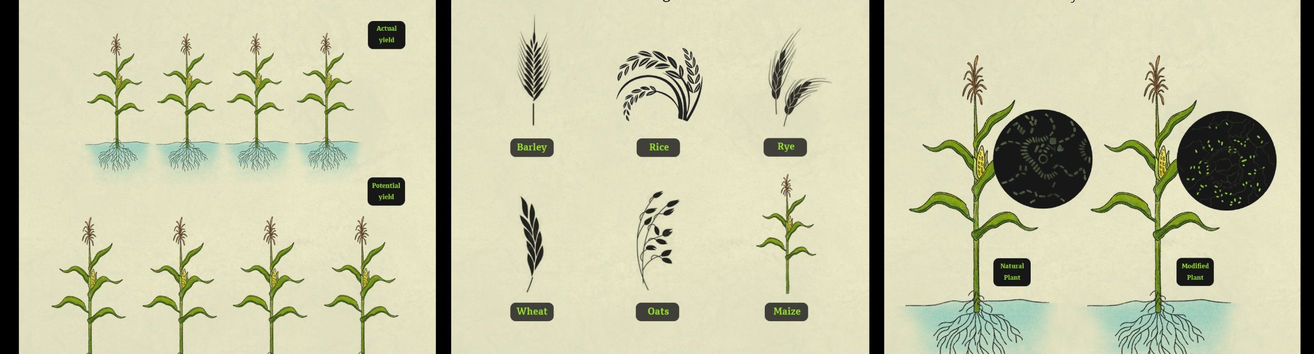 Background image for CIMMYT