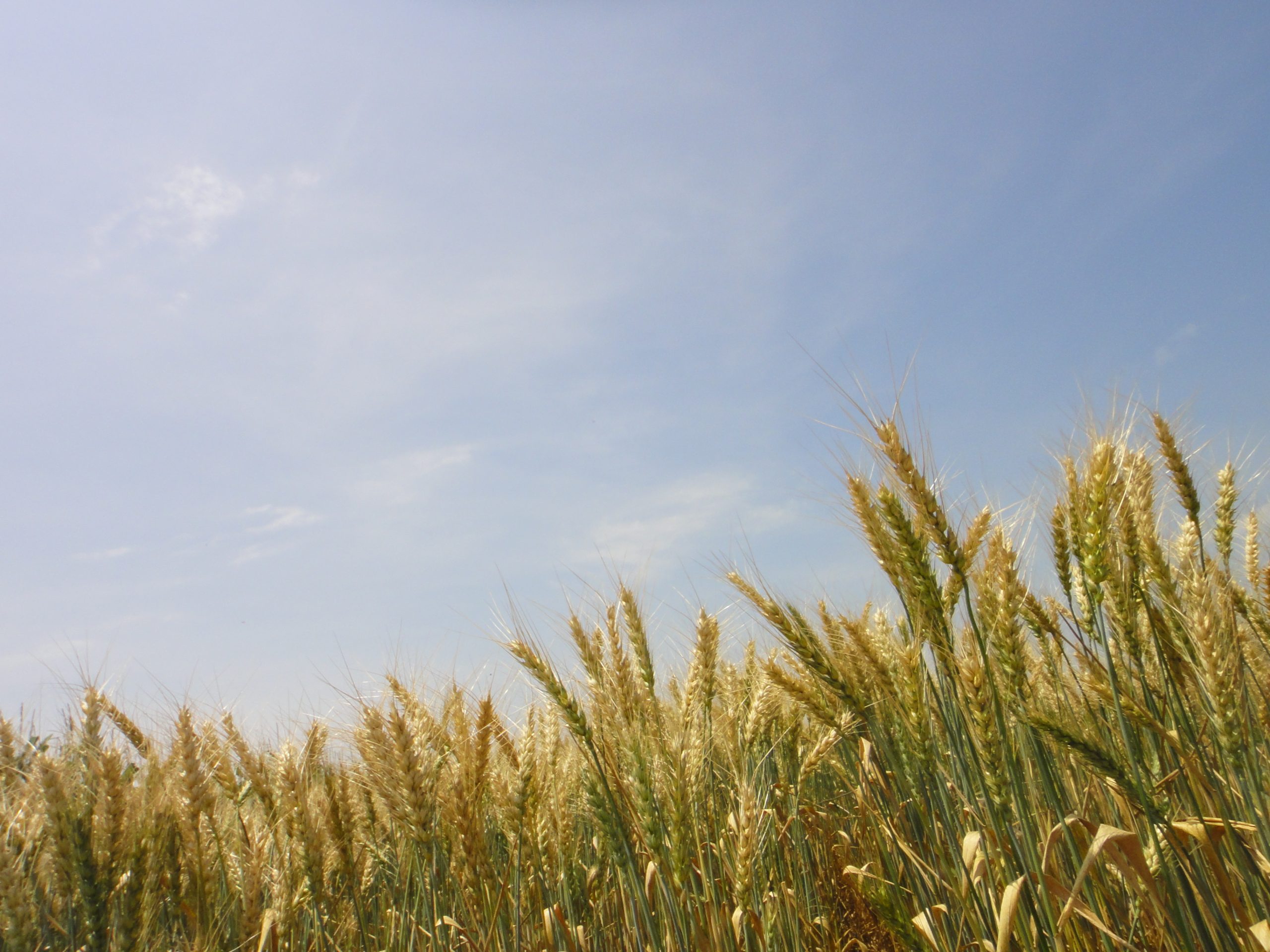 Wheat at a CIMMYT field trial. (Photo: H. Hernandez Lira/CIMMYT)