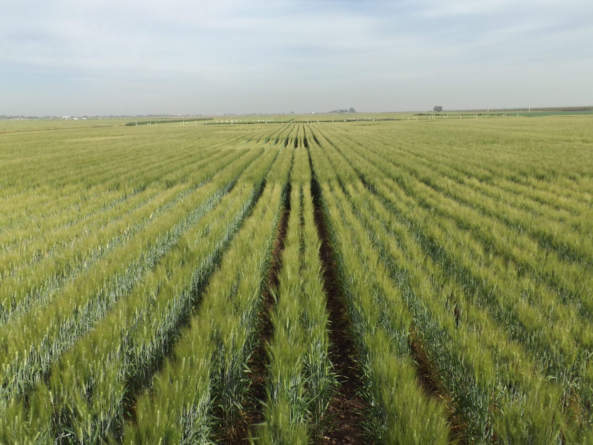 Background image for CIMMYT