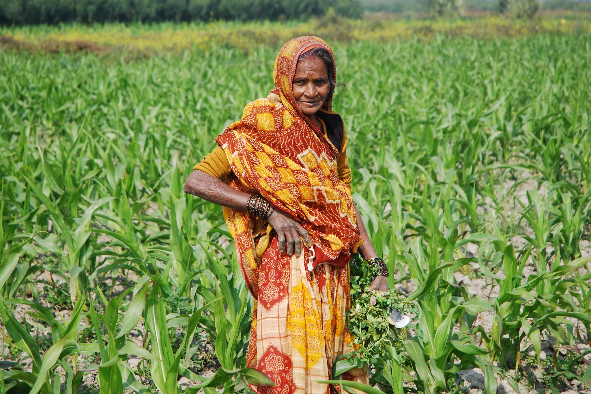 Background image for CIMMYT