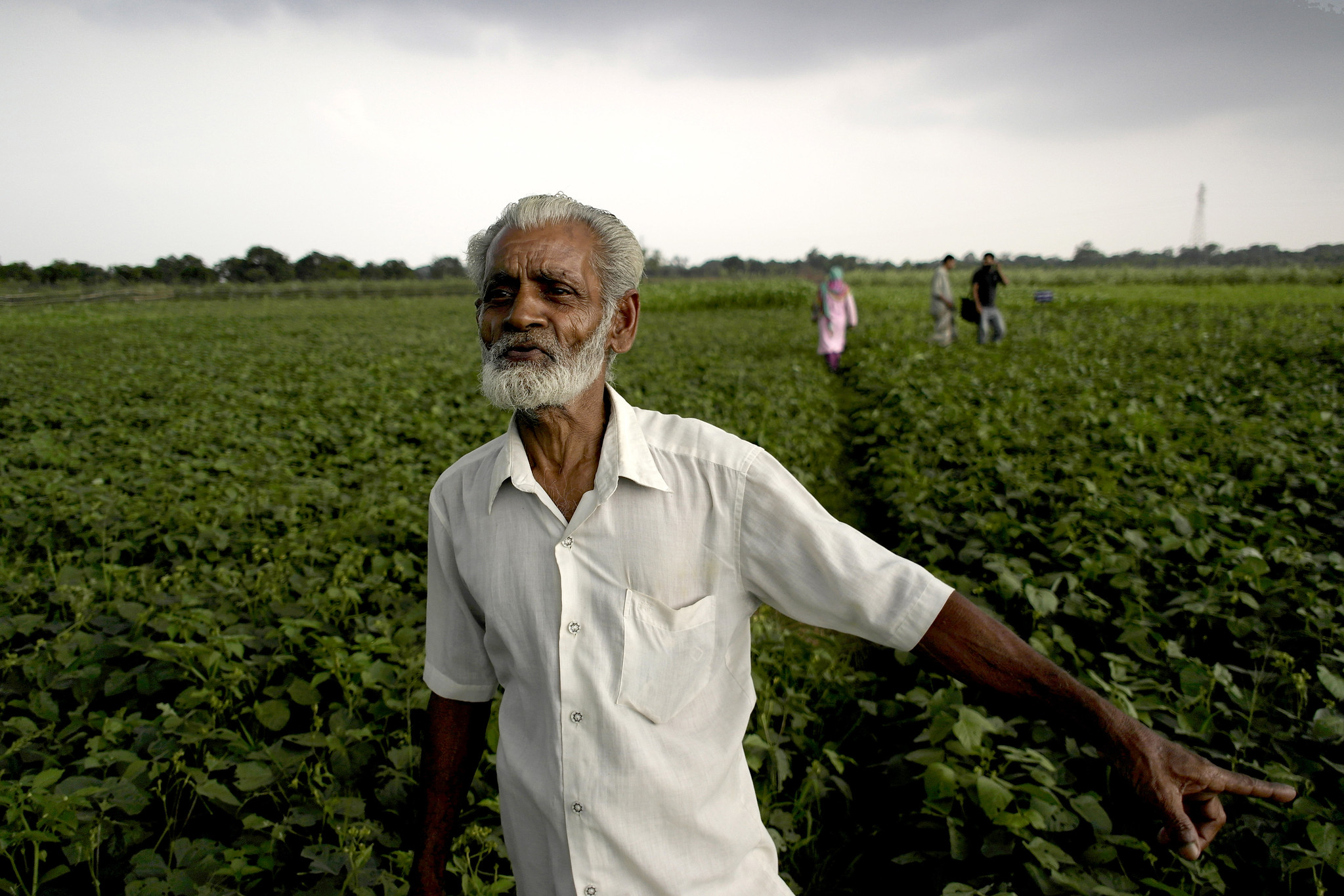 Background image for CIMMYT