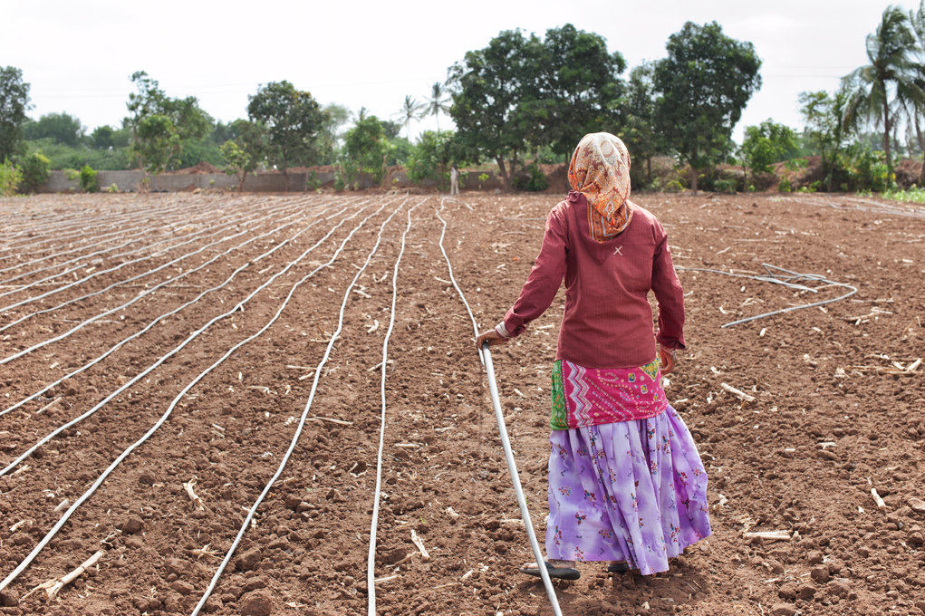 Background image for CIMMYT