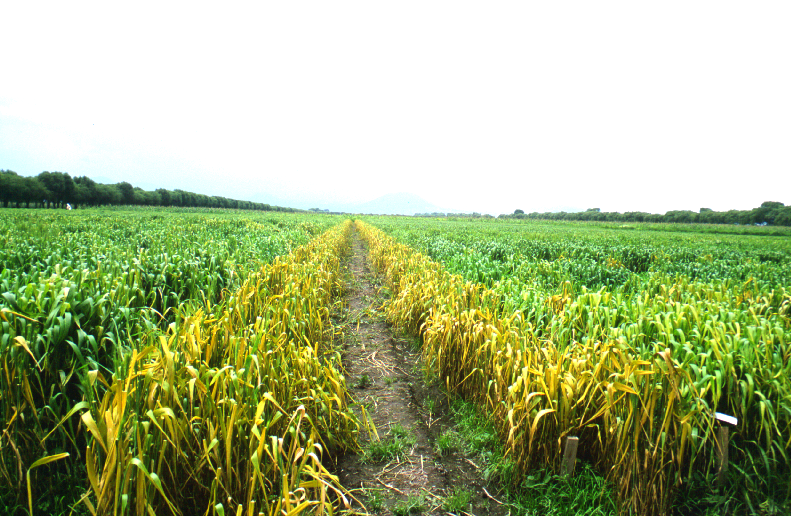 Background image for CIMMYT