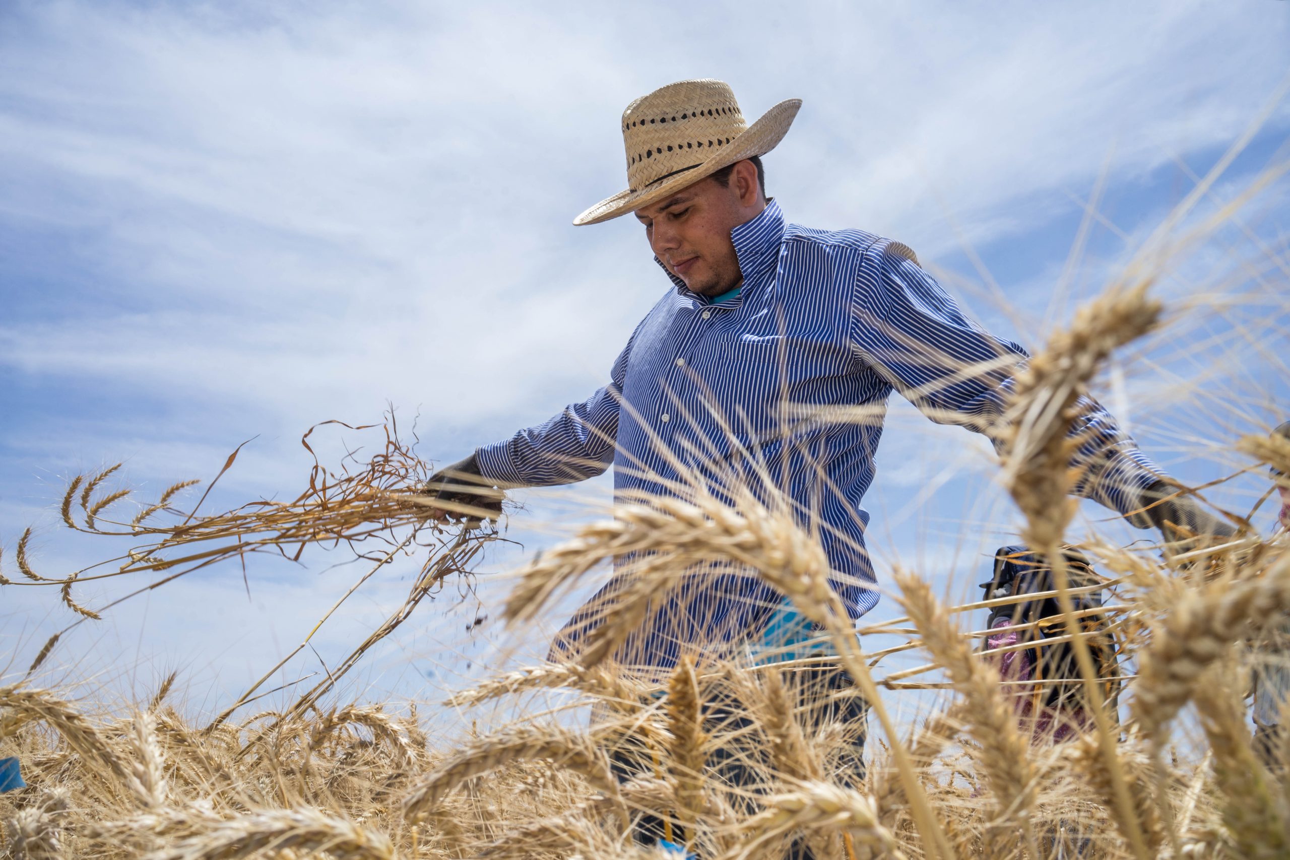 Background image for CIMMYT