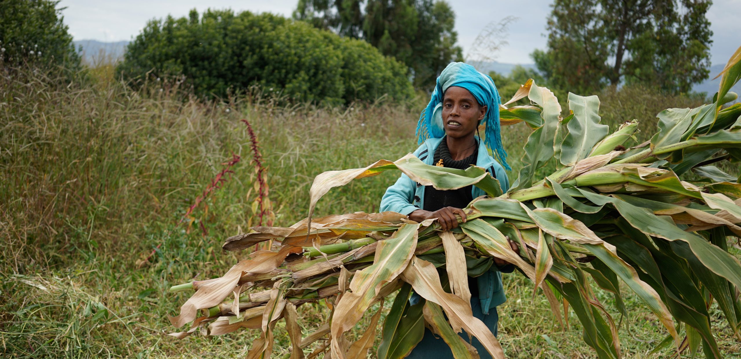 Background image for CIMMYT