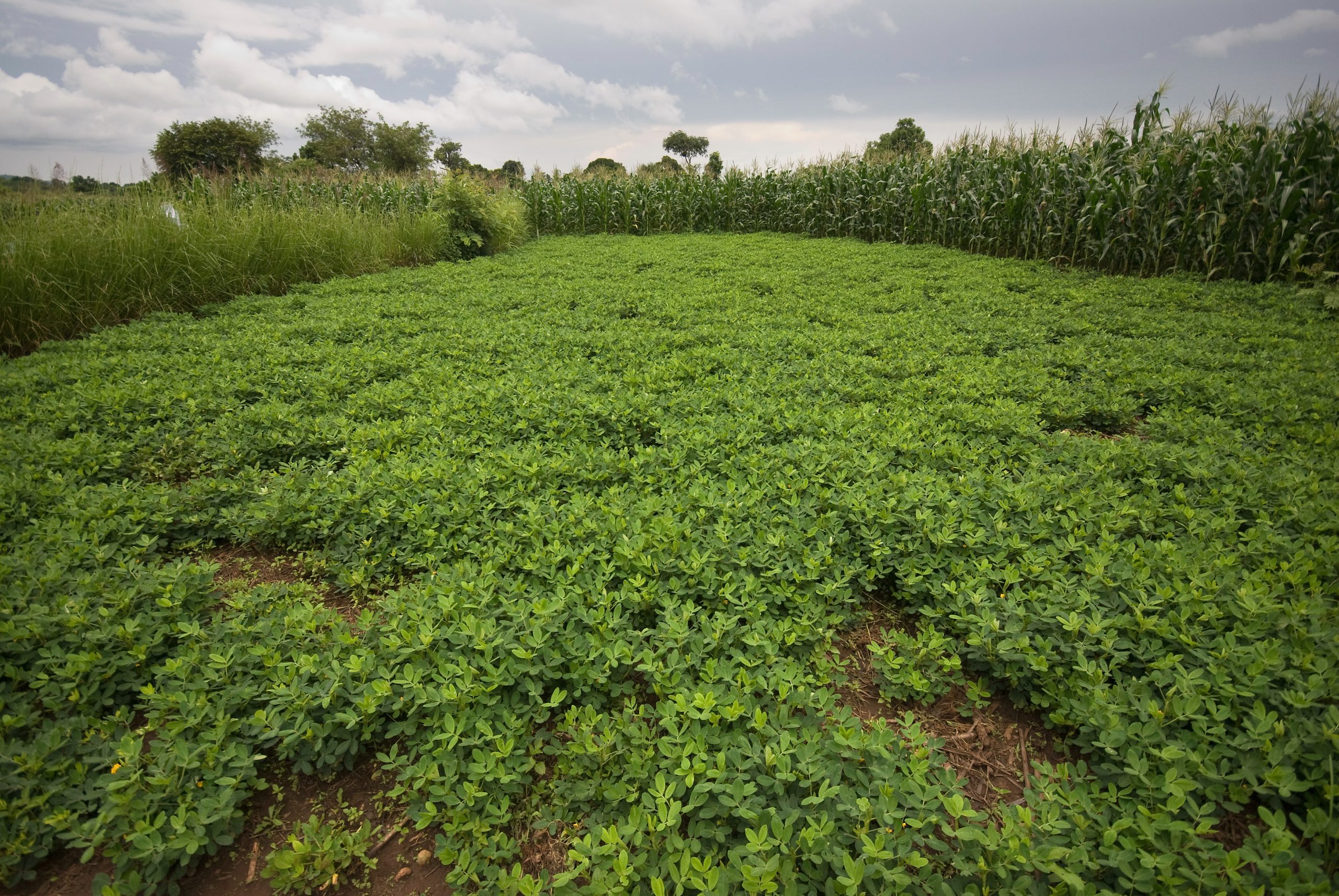 Background image for CIMMYT